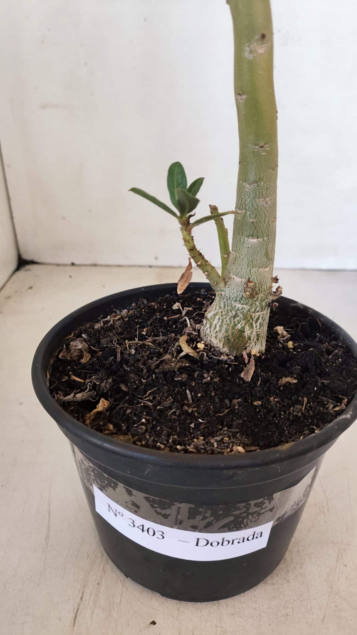Planta Dobrada 3403 – 35cm – 03 anos - foto 6