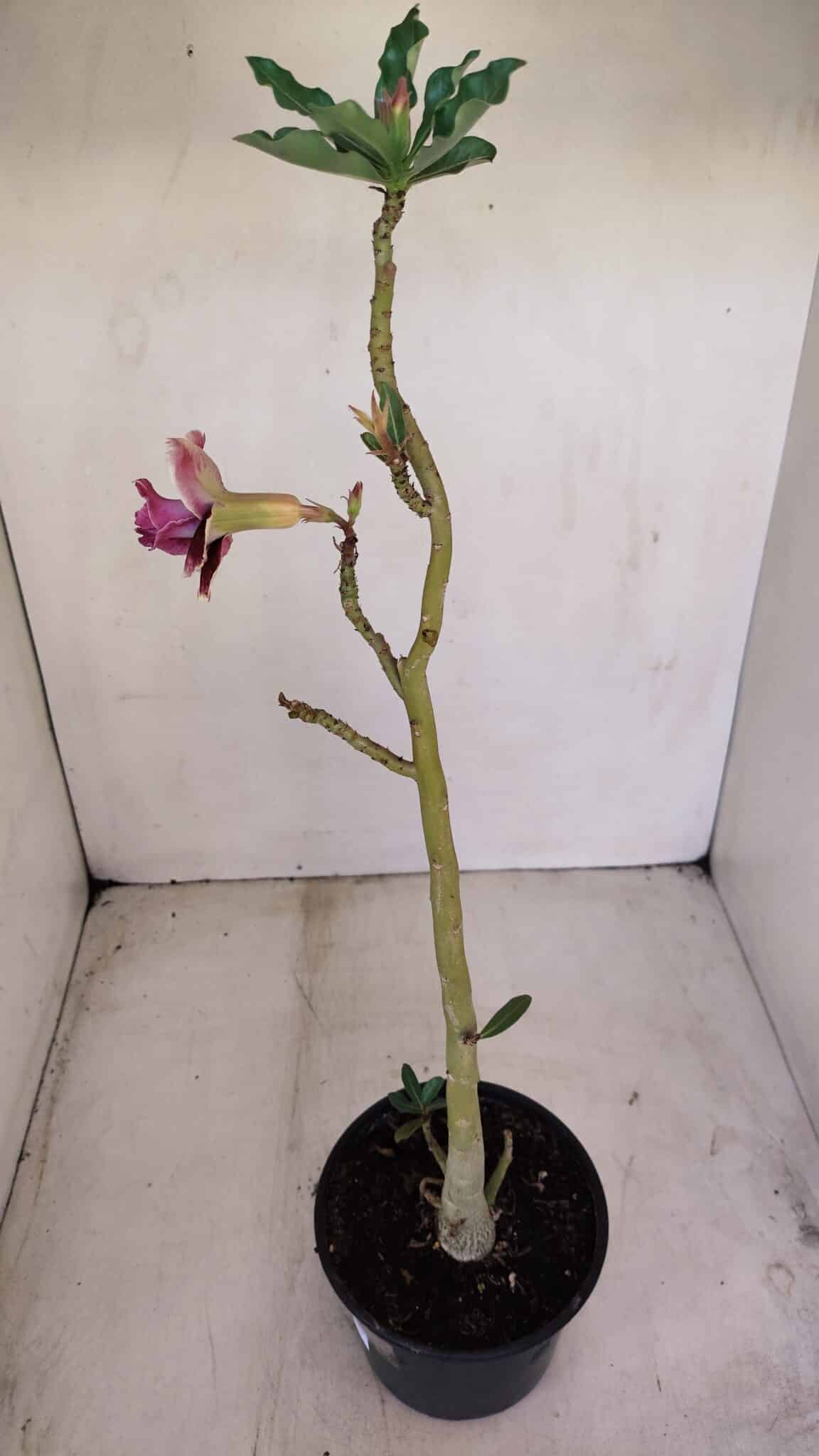 Planta Dobrada 3403 – 35cm – 03 anos - foto 5