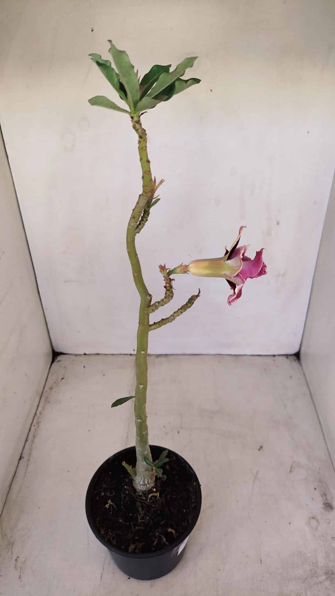 Planta Dobrada 3403 – 35cm – 03 anos - foto 4
