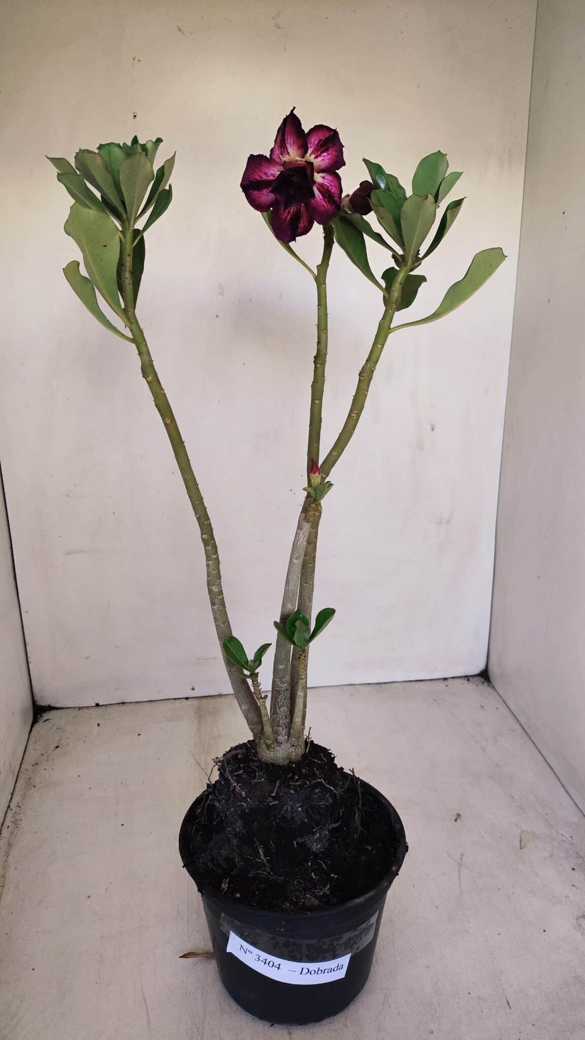 Planta Dobrada 3404 – 35cm – 03 anos - foto 2