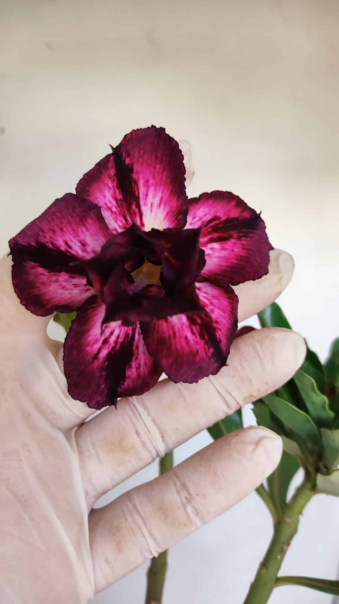 Planta Dobrada 3404 – 35cm – 03 anos - foto 3