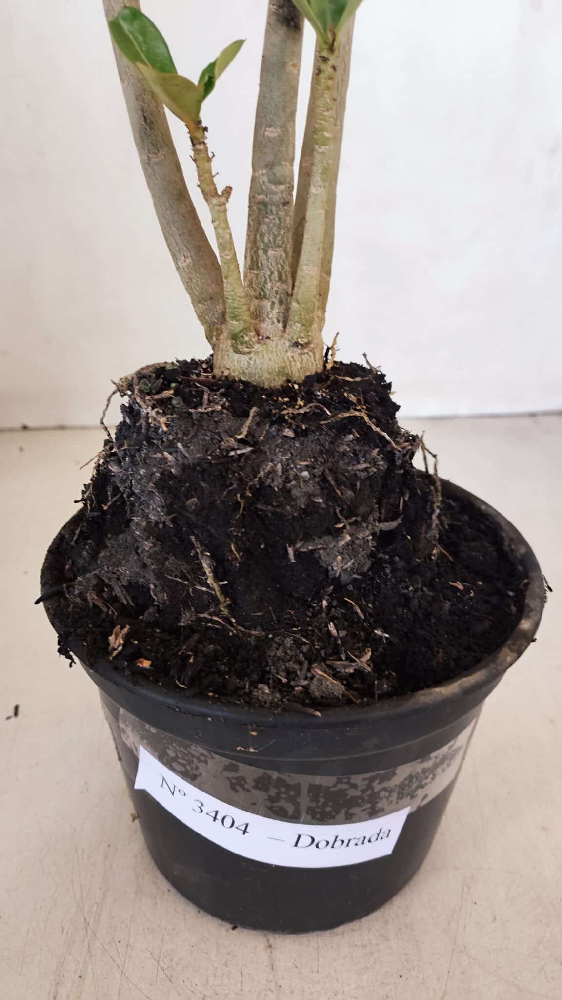 Planta Dobrada 3404 – 35cm – 03 anos - foto 5
