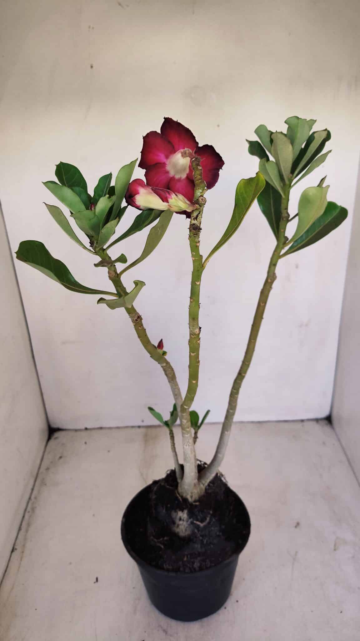 Planta Dobrada 3404 – 35cm – 03 anos - foto 4