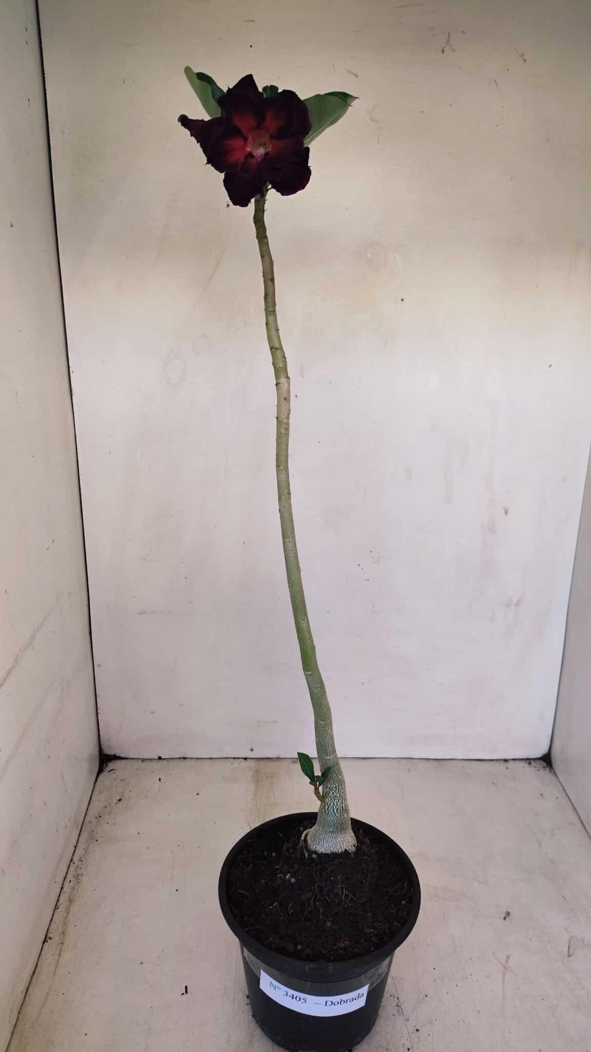Planta Dobrada 3405 – 30cm – 02 anos - foto 2
