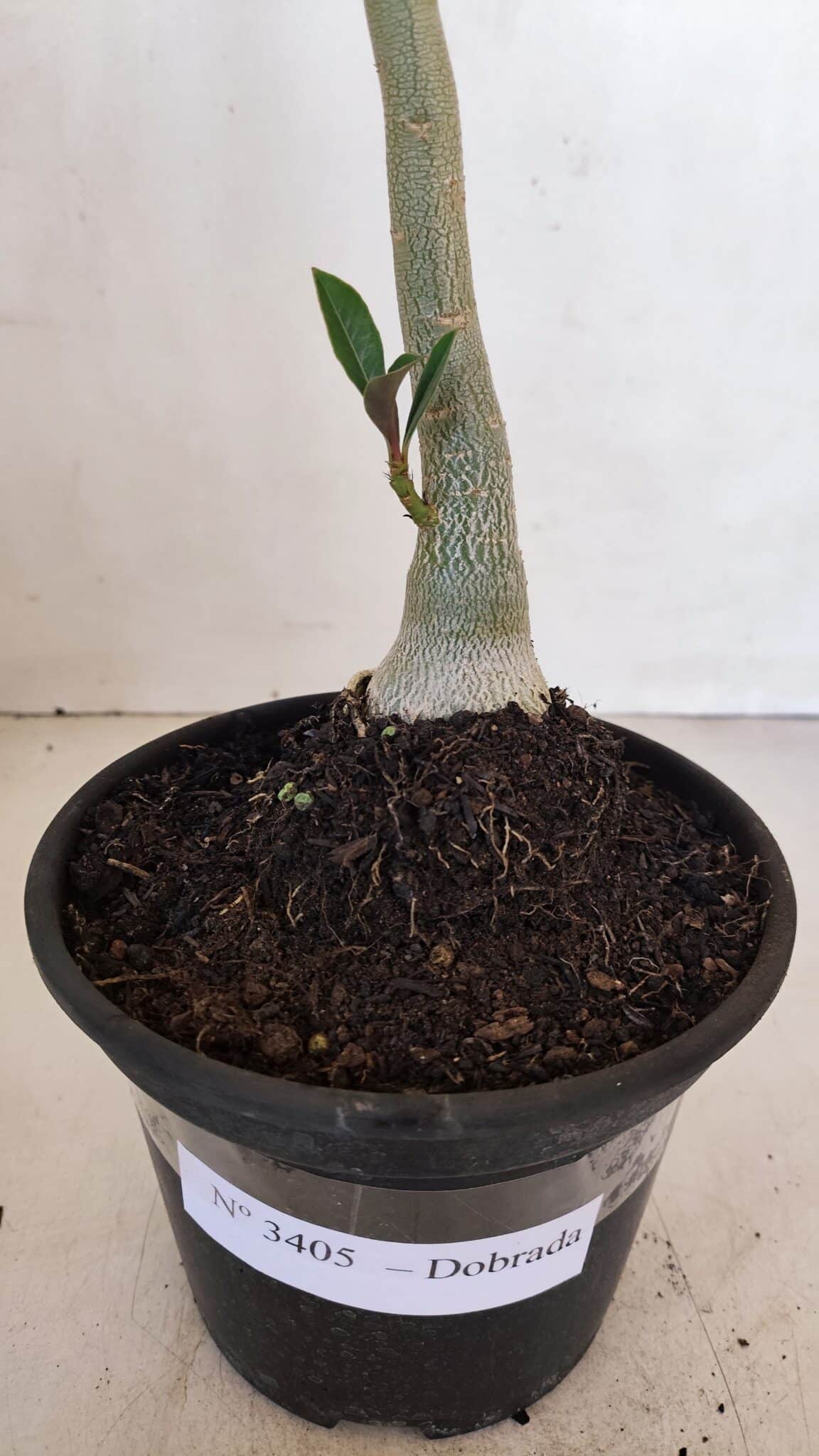 Planta Dobrada 3405 – 30cm – 02 anos - foto 5