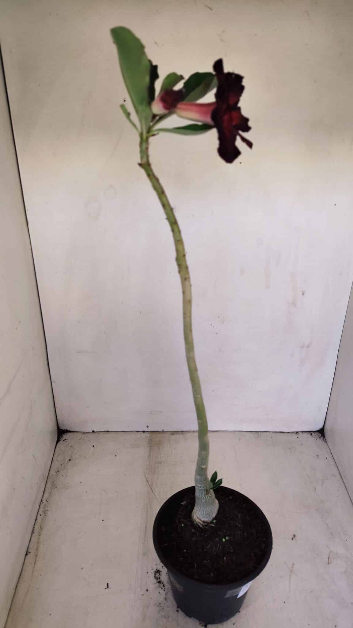 Planta Dobrada 3405 – 30cm – 02 anos - foto 4