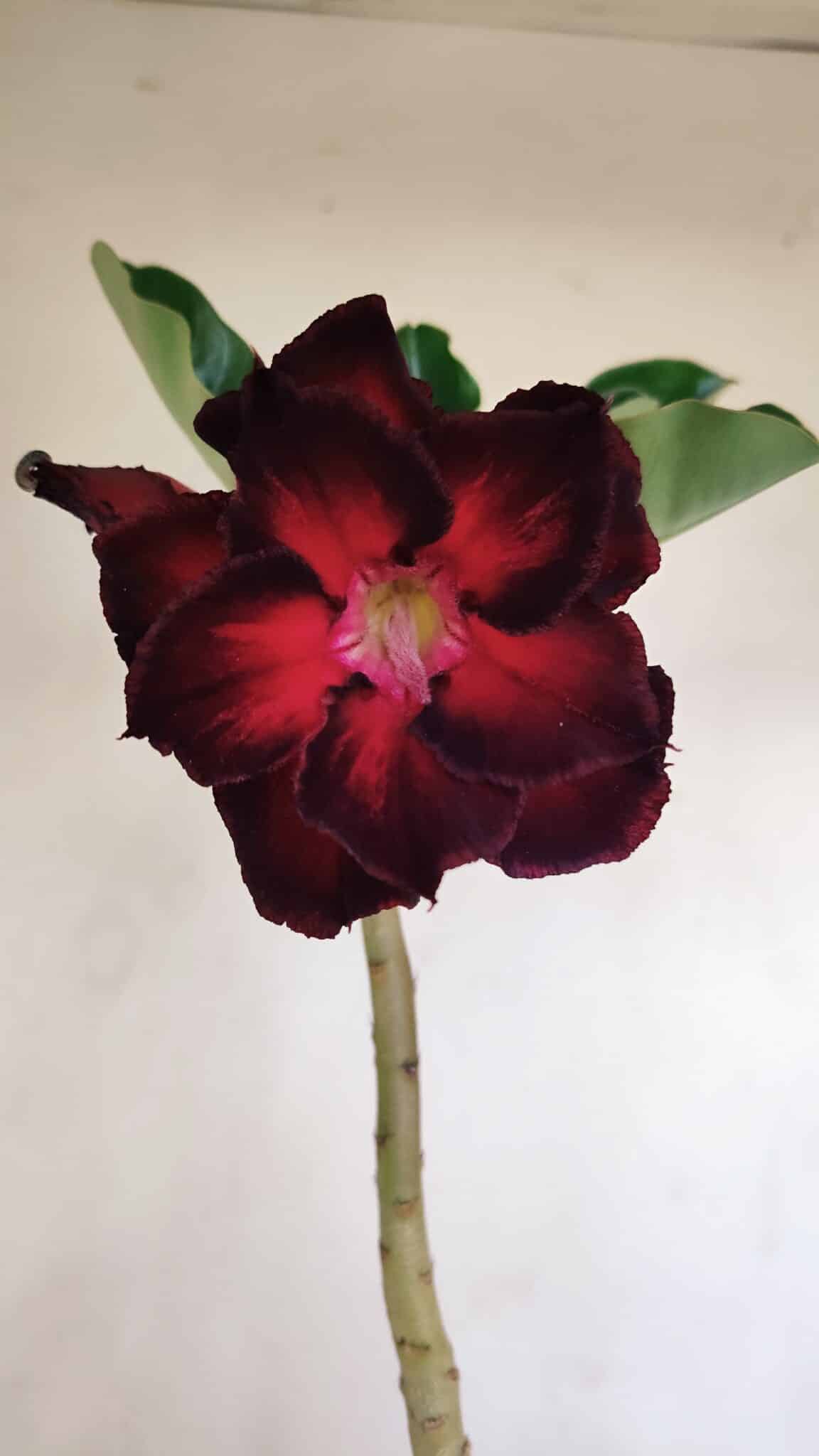Planta Dobrada 3405 – 30cm – 02 anos - foto 3