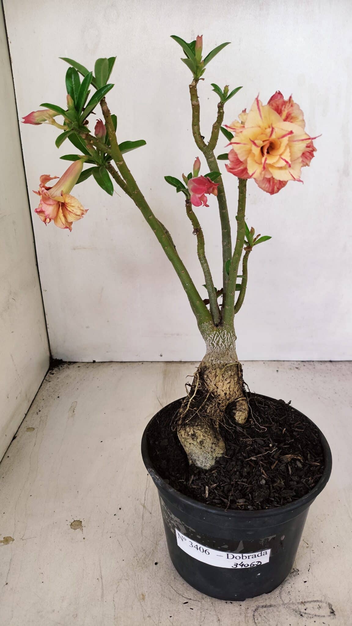 Planta Dobrada 3406 – 35cm – 03 anos - foto 2