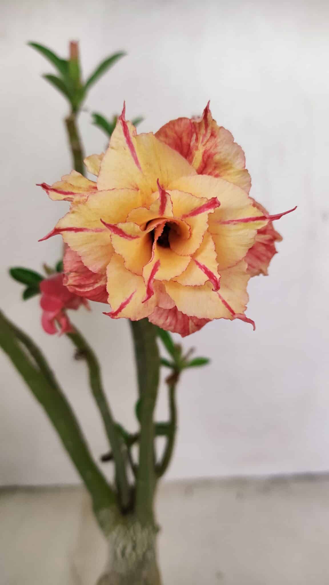 Planta Dobrada 3406 – 35cm – 03 anos - foto 3