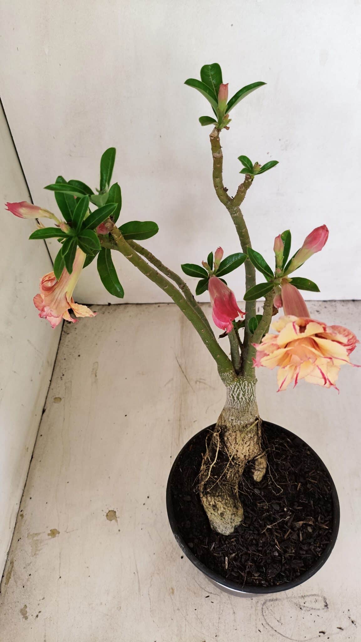 Planta Dobrada 3406 – 35cm – 03 anos - foto 7