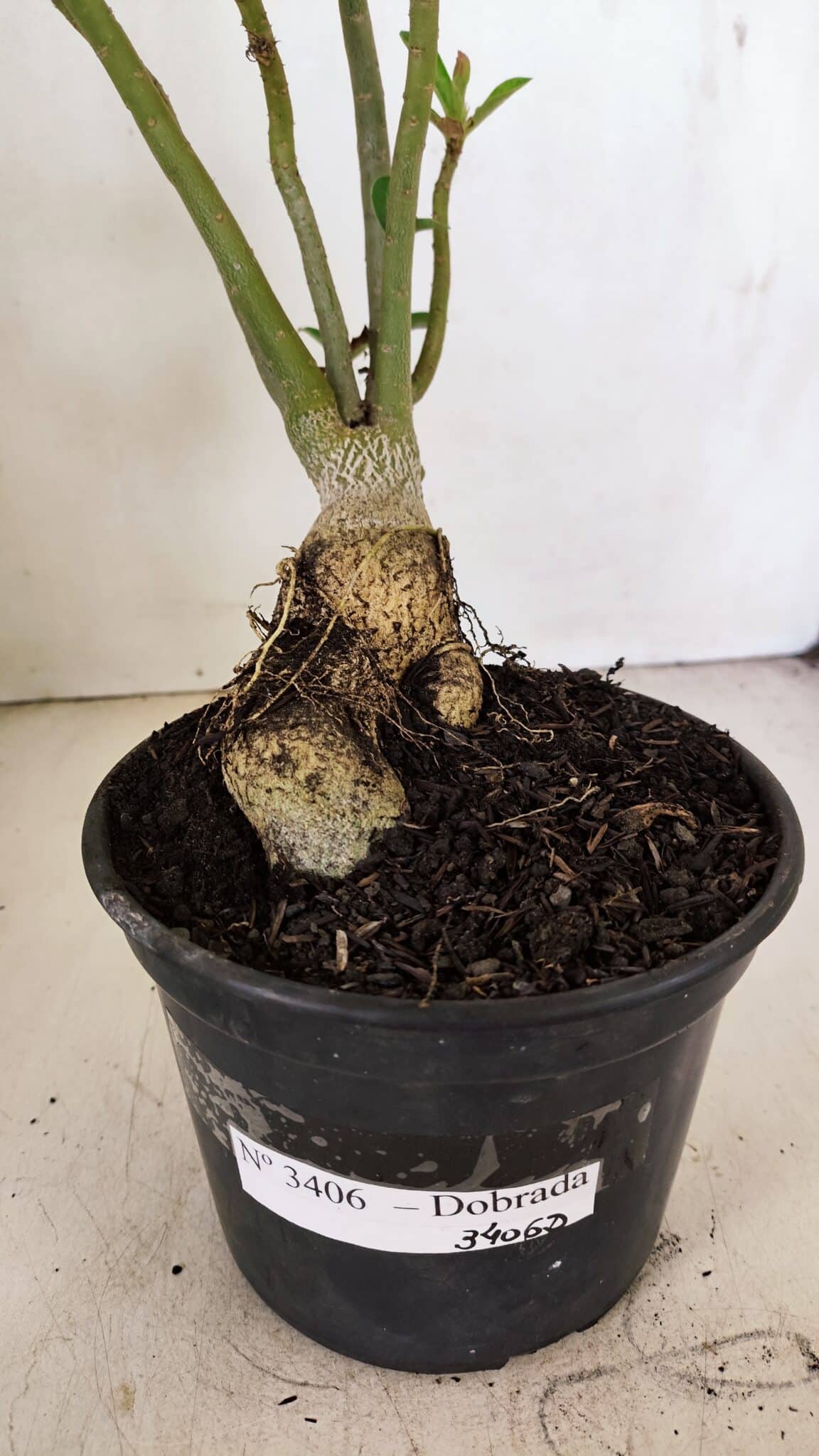 Planta Dobrada 3406 – 35cm – 03 anos - foto 6