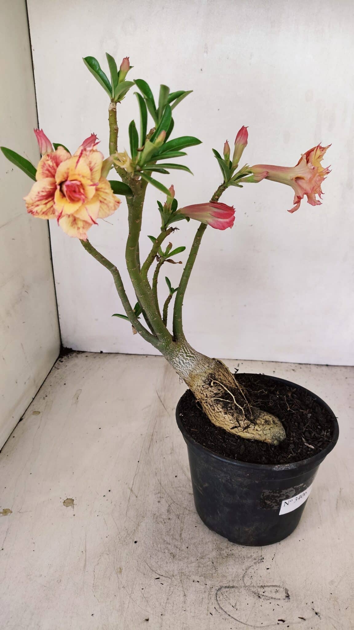 Planta Dobrada 3406 – 35cm – 03 anos - foto 5