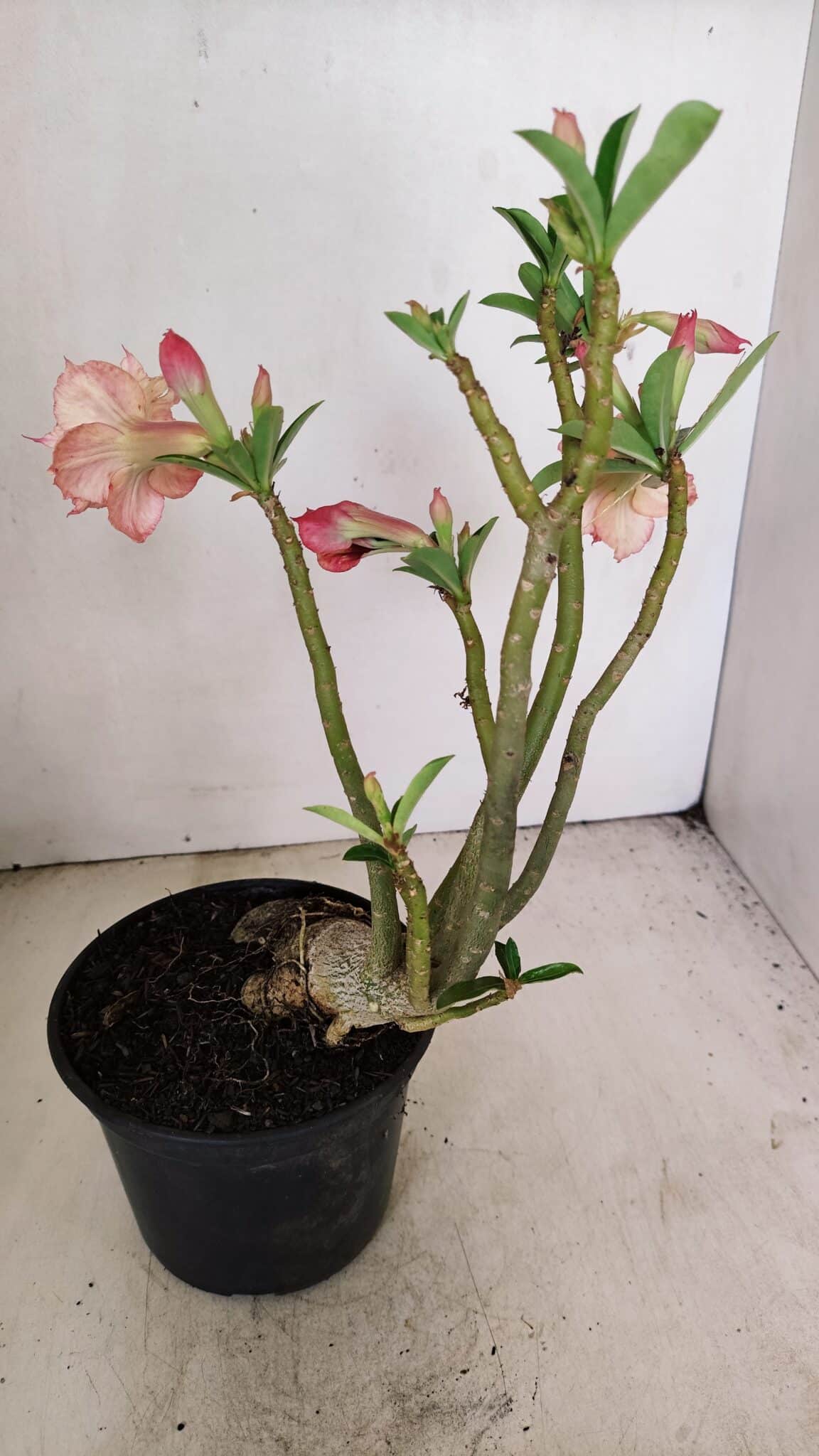 Planta Dobrada 3406 – 35cm – 03 anos - foto 4