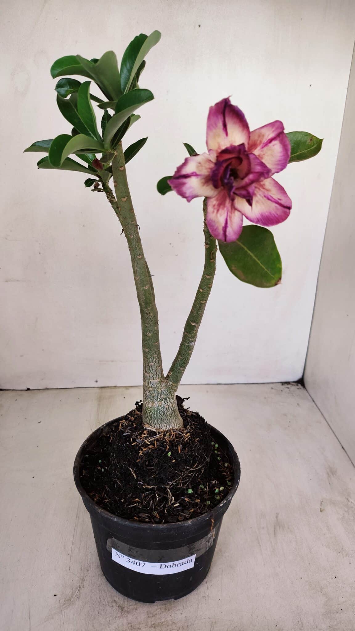 Planta Dobrada 3407 – 35cm – 03 anos - foto 2