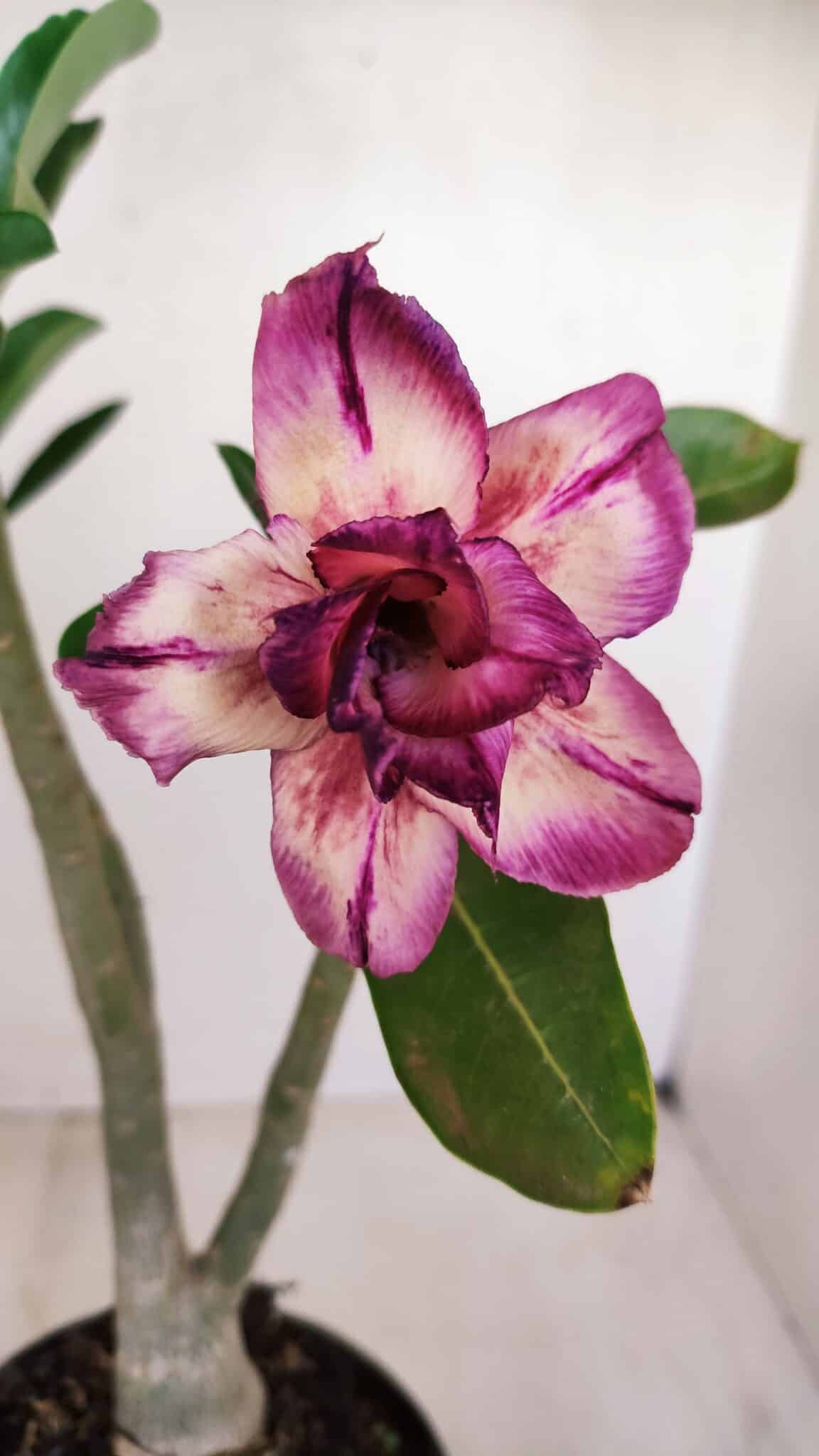 Planta Dobrada 3407 – 35cm – 03 anos - foto 3