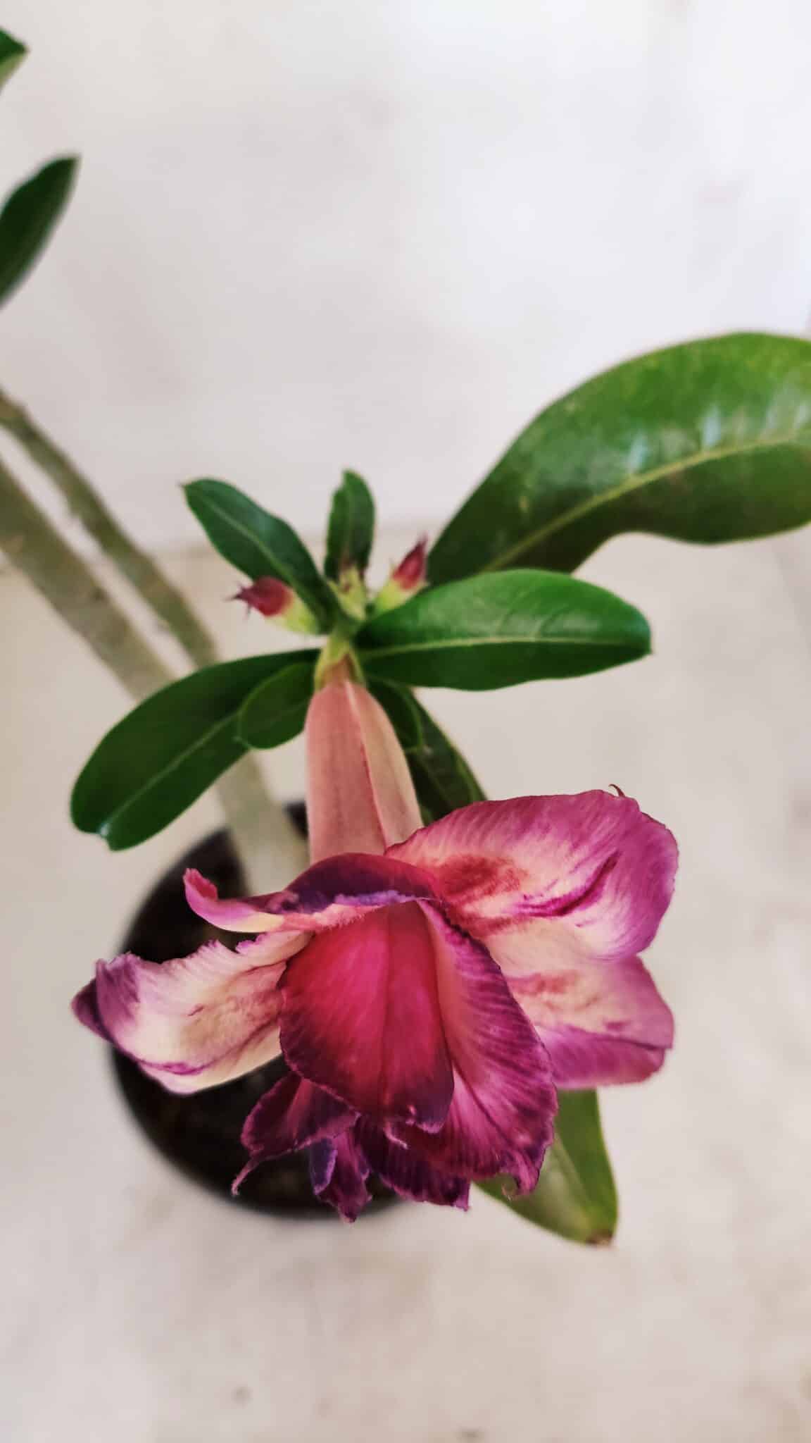 Planta Dobrada 3407 – 35cm – 03 anos - foto 4