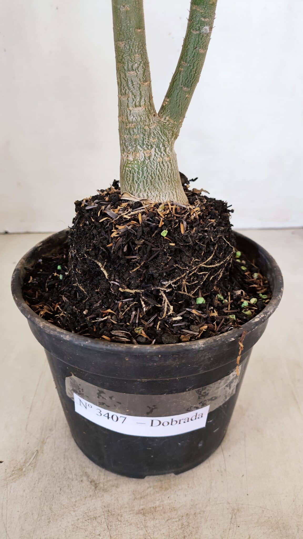 Planta Dobrada 3407 – 35cm – 03 anos - foto 6