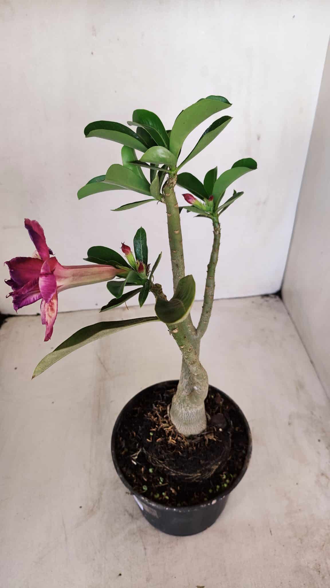 Planta Dobrada 3407 – 35cm – 03 anos - foto 5