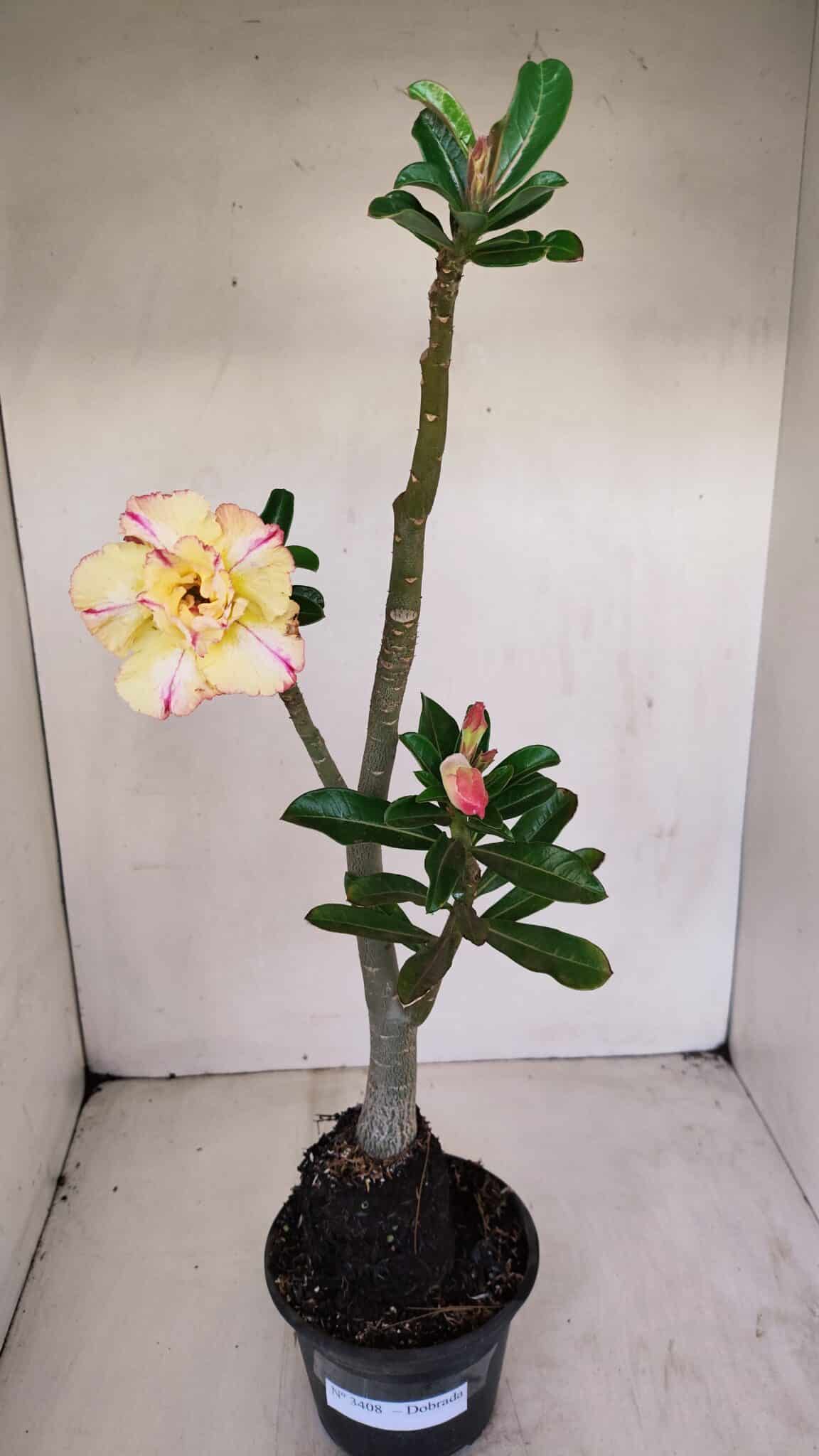 Planta Dobrada 3408 – 35cm – 03 anos - foto 2