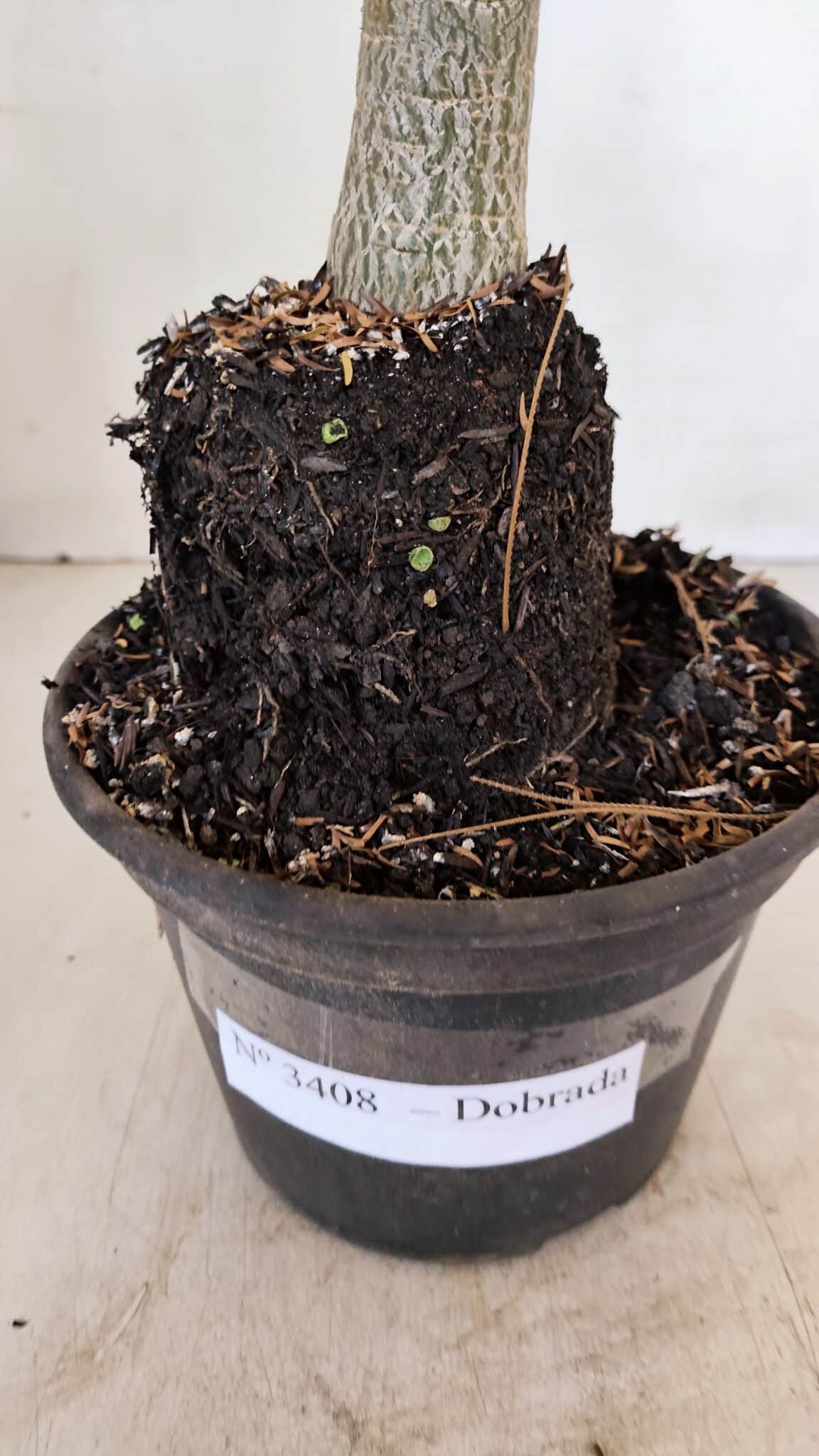 Planta Dobrada 3408 – 35cm – 03 anos - foto 7