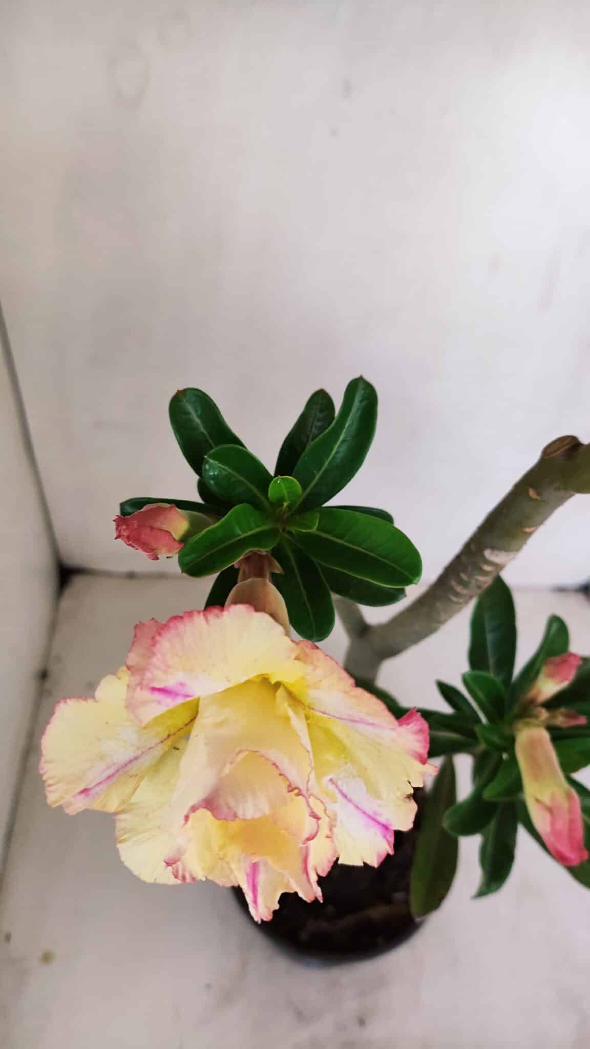 Planta Dobrada 3408 – 35cm – 03 anos - foto 4