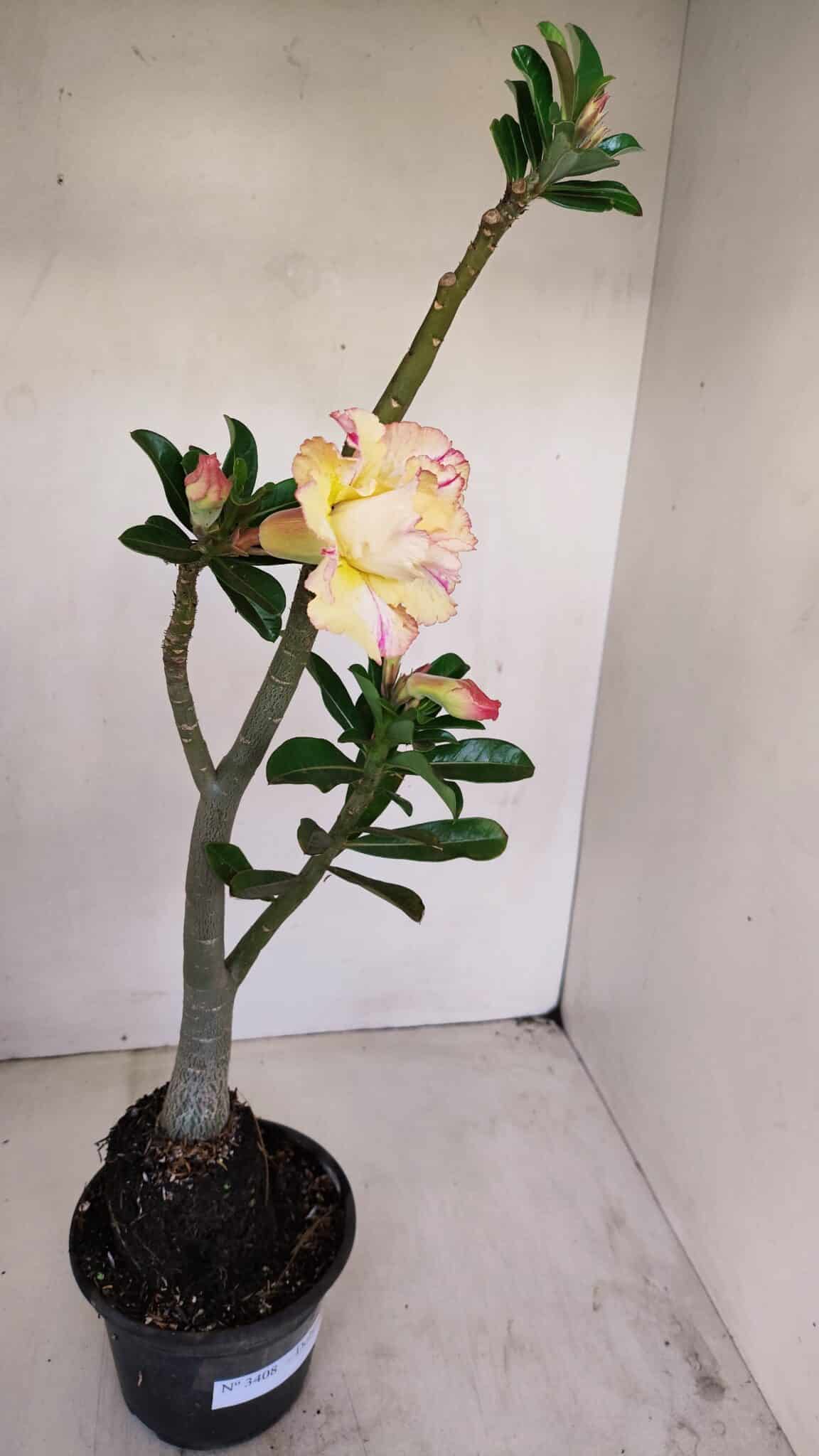 Planta Dobrada 3408 – 35cm – 03 anos - foto 6