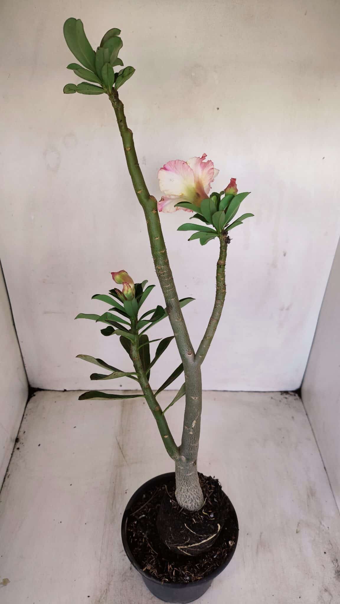 Planta Dobrada 3408 – 35cm – 03 anos - foto 5