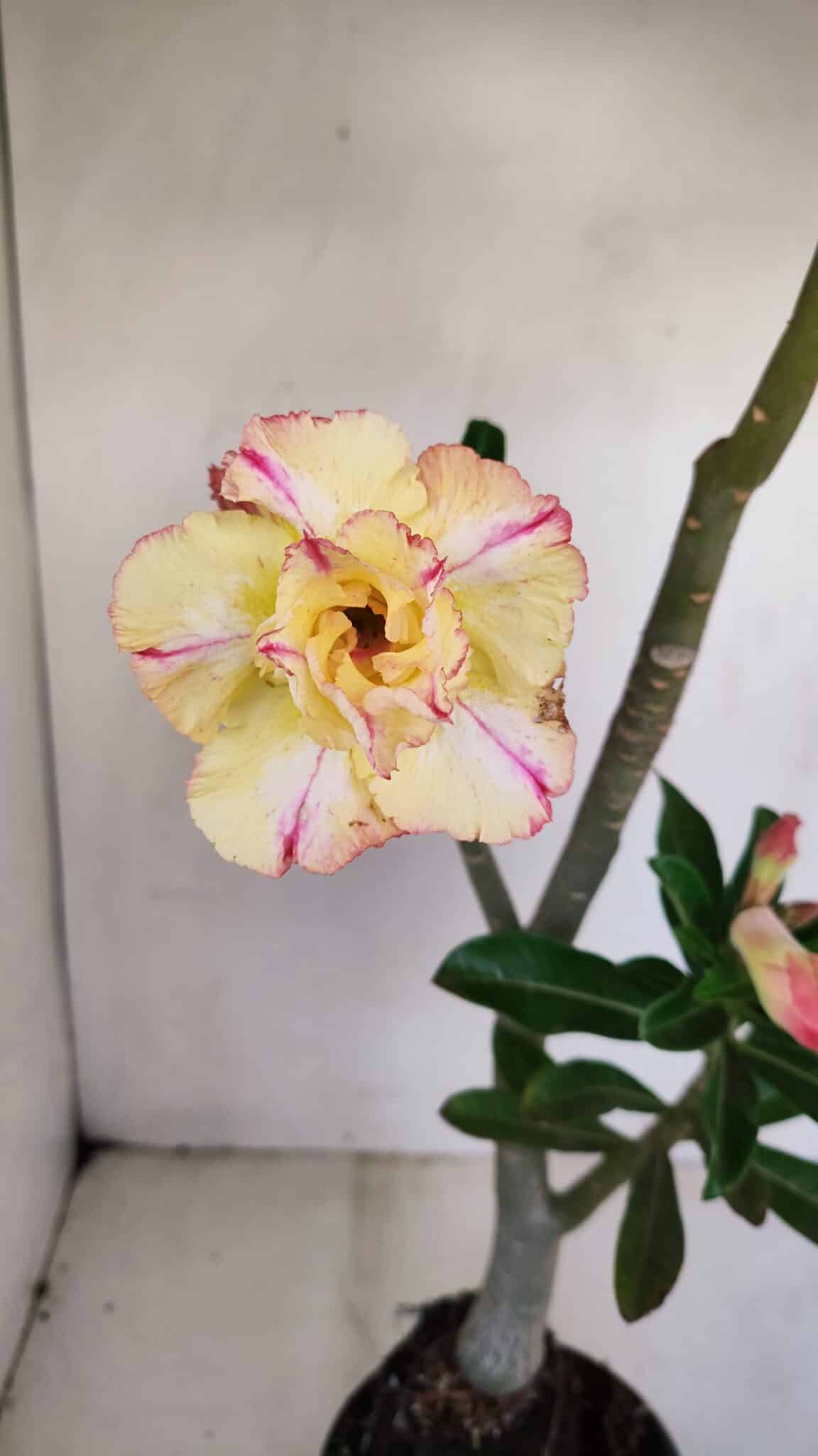 Planta Dobrada 3408 – 35cm – 03 anos - foto 3