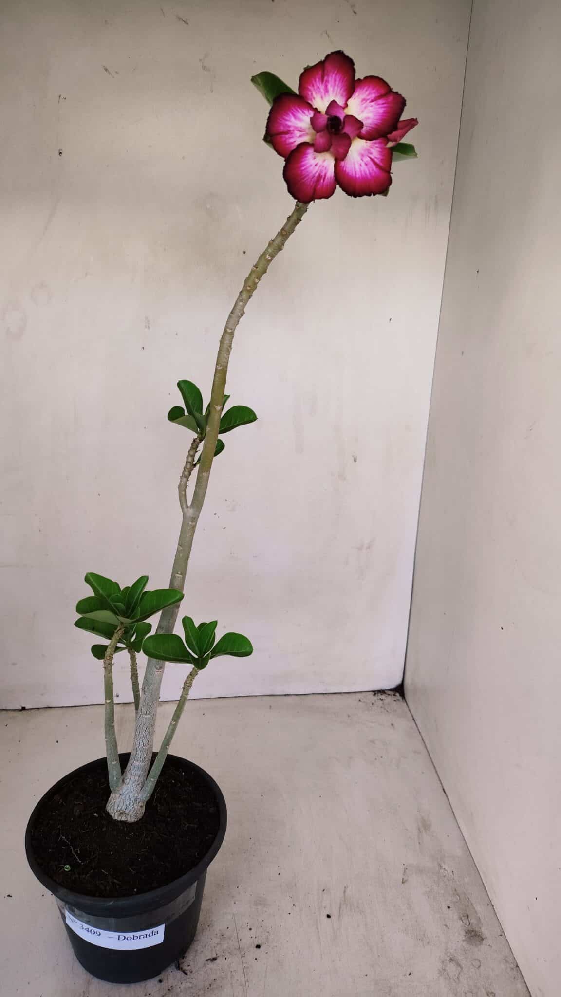 Planta Dobrada 3409 – 35cm – 03 anos - foto 2