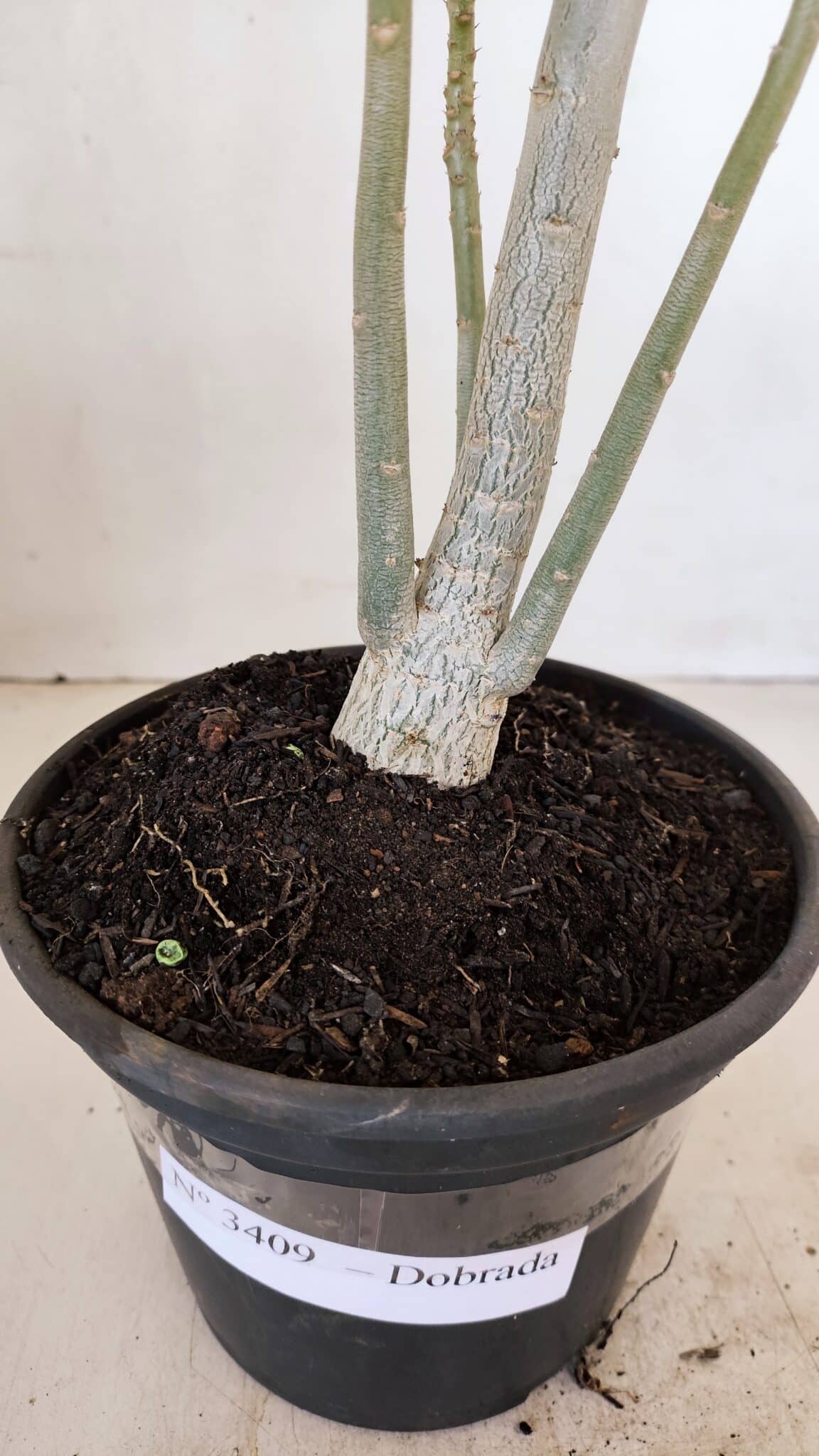 Planta Dobrada 3409 – 35cm – 03 anos - foto 7
