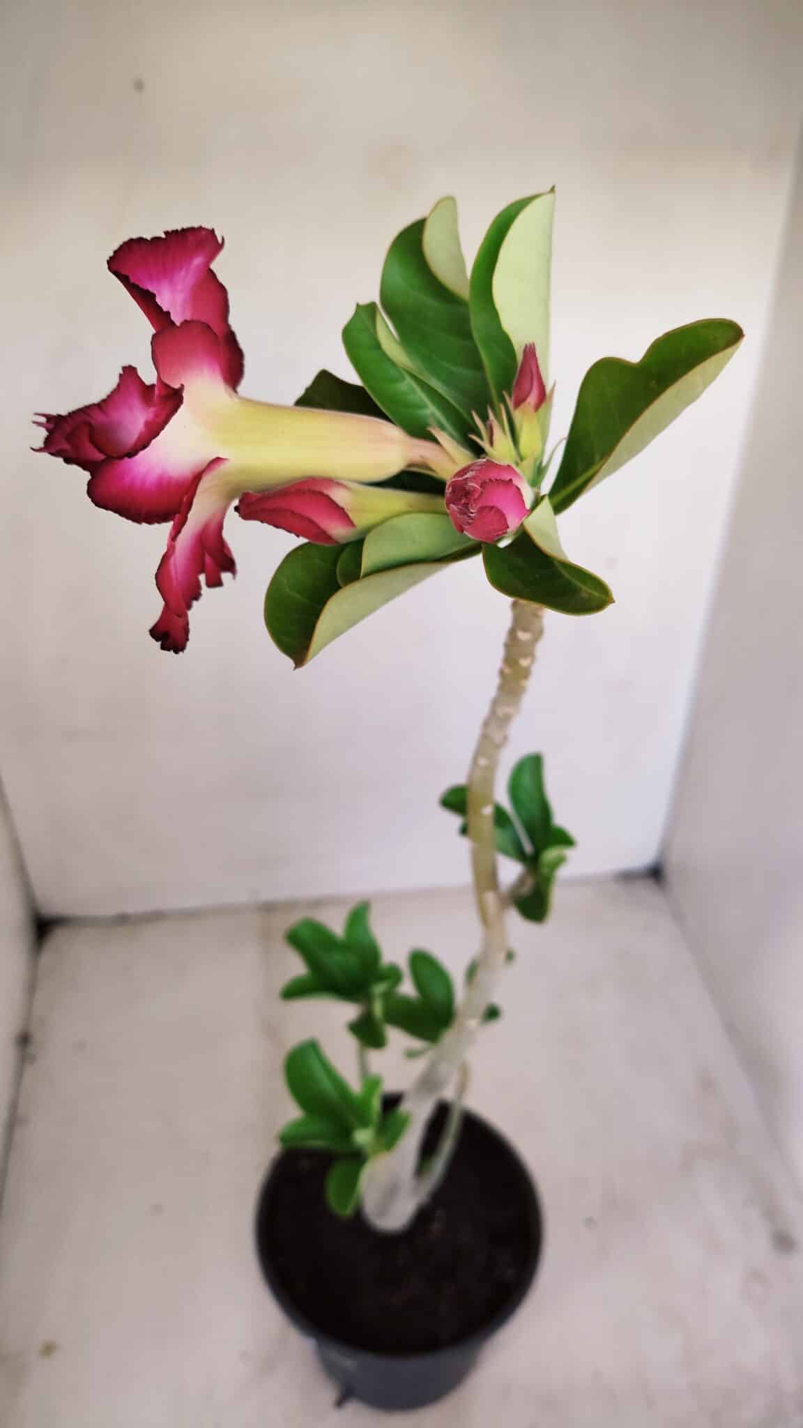 Planta Dobrada 3409 – 35cm – 03 anos - foto 5