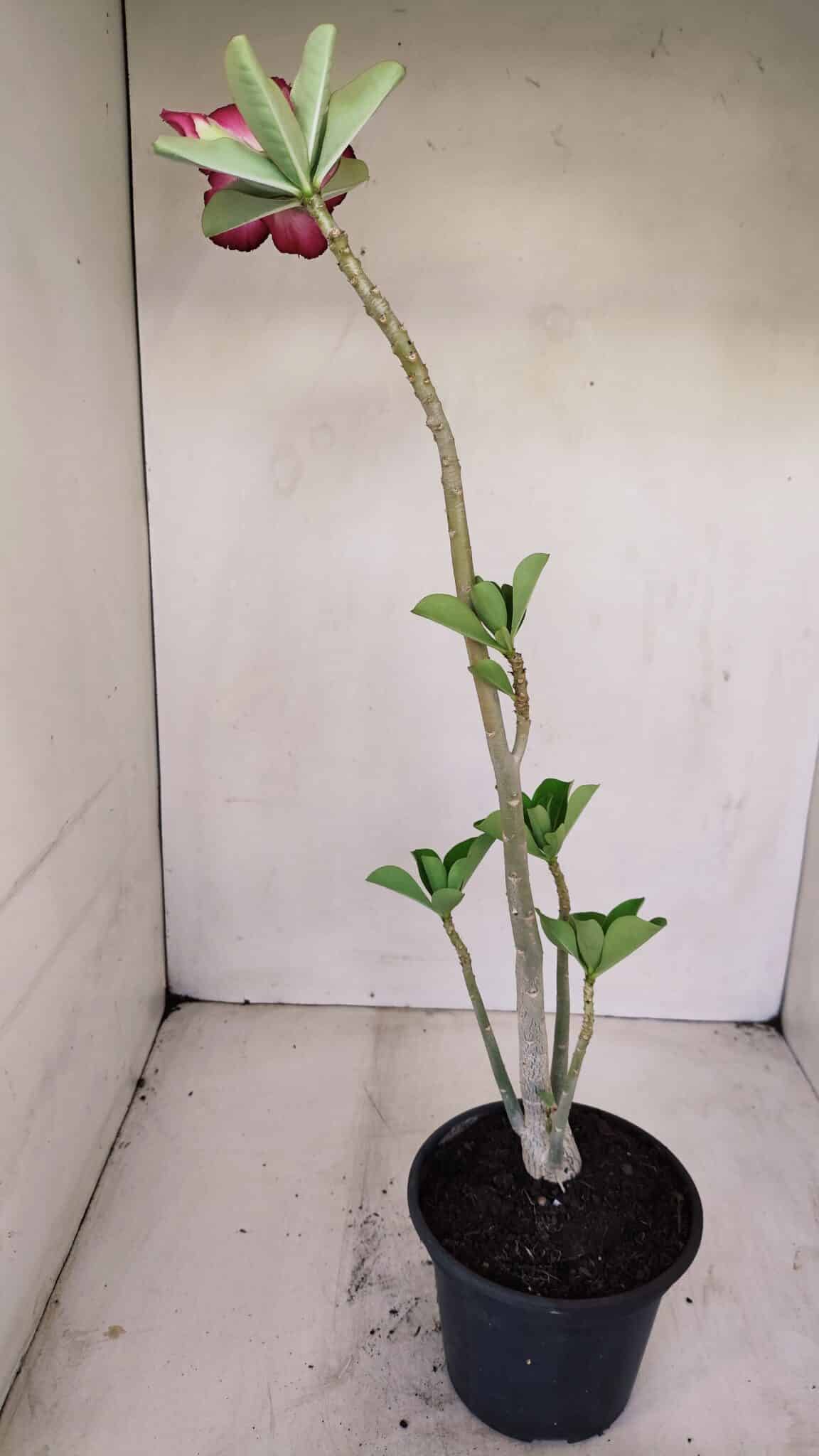 Planta Dobrada 3409 – 35cm – 03 anos - foto 6