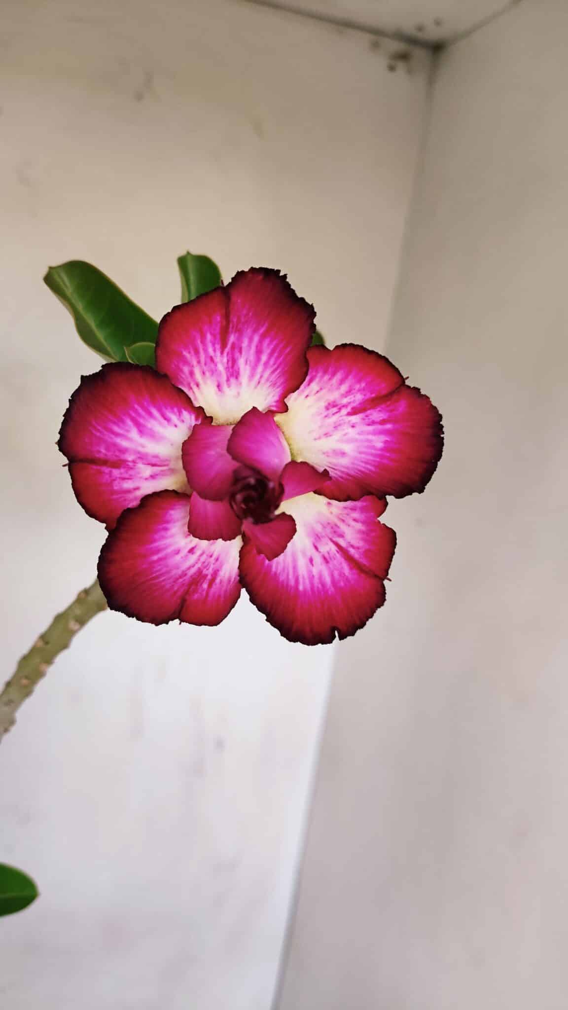 Planta Dobrada 3409 – 35cm – 03 anos - foto 3