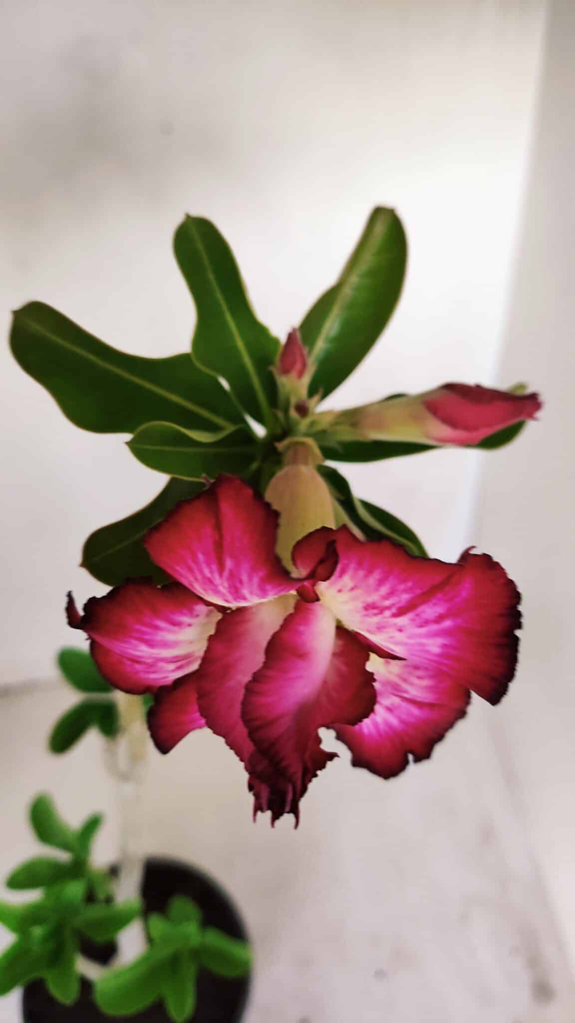 Planta Dobrada 3409 – 35cm – 03 anos - foto 4