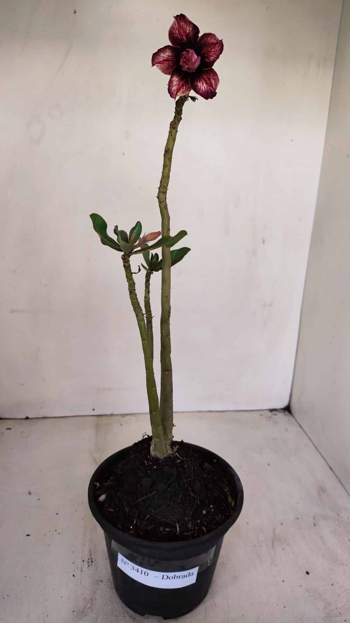 Planta Dobrada 3410 – 35cm – 03 anos - foto 2