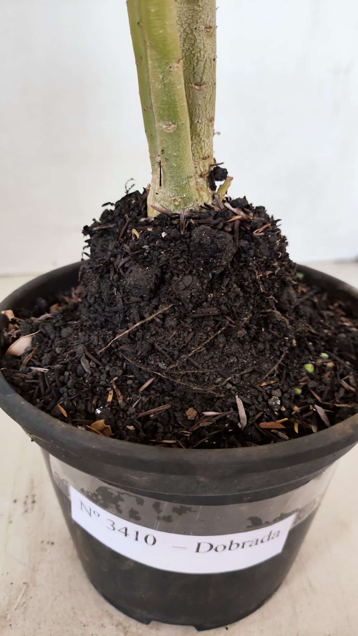 Planta Dobrada 3410 – 35cm – 03 anos - foto 6