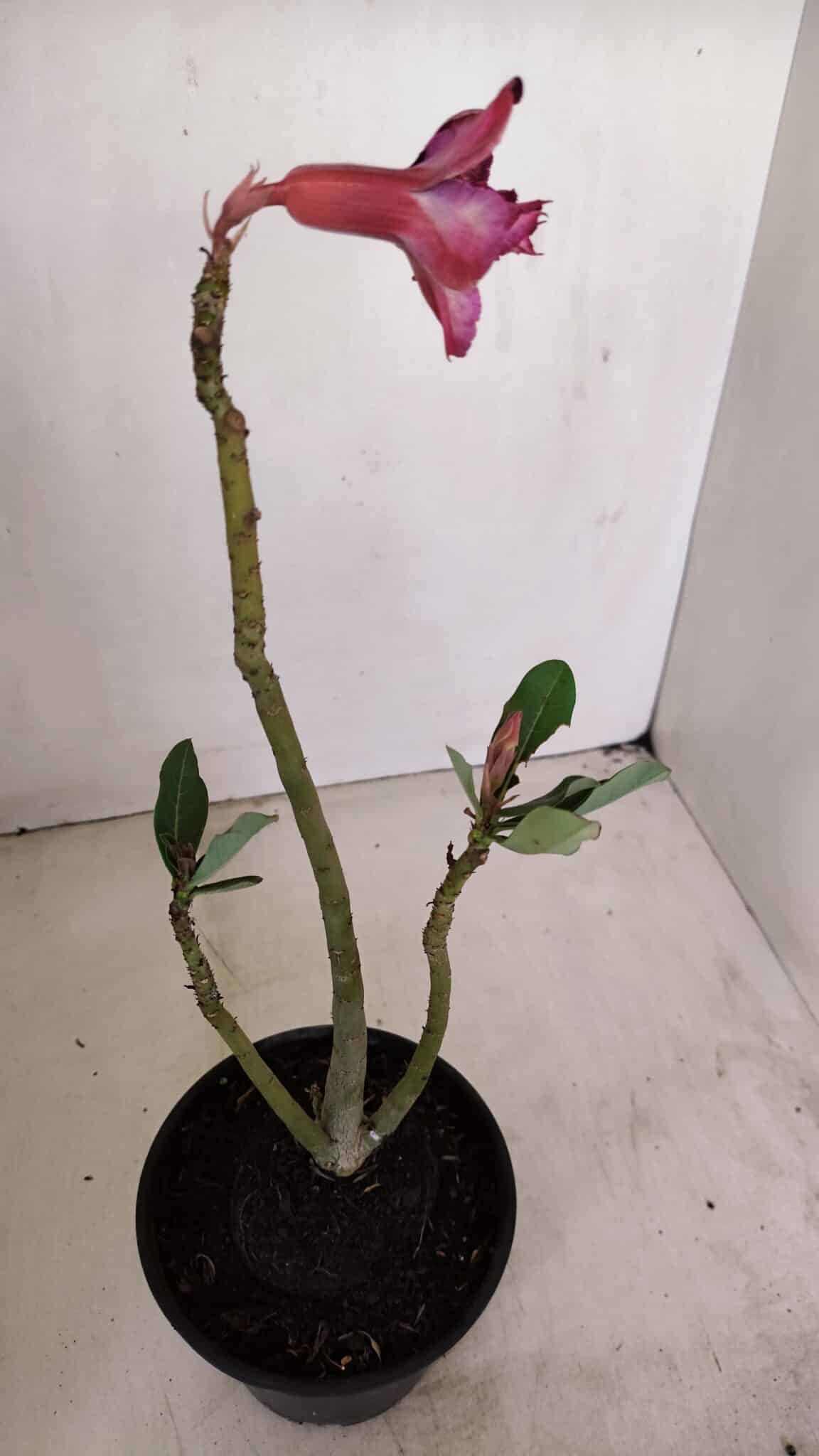 Planta Dobrada 3410 – 35cm – 03 anos - foto 5