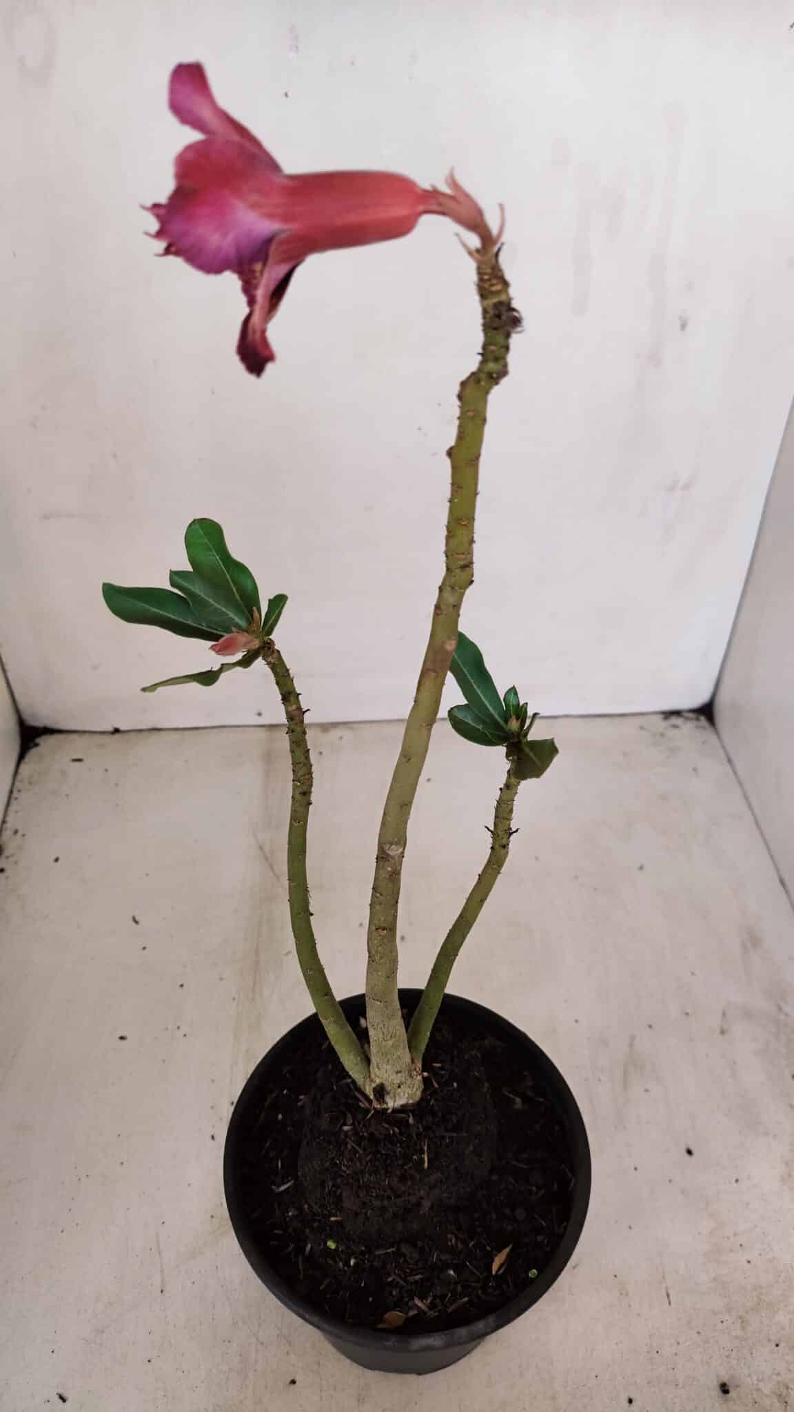Planta Dobrada 3410 – 35cm – 03 anos - foto 4
