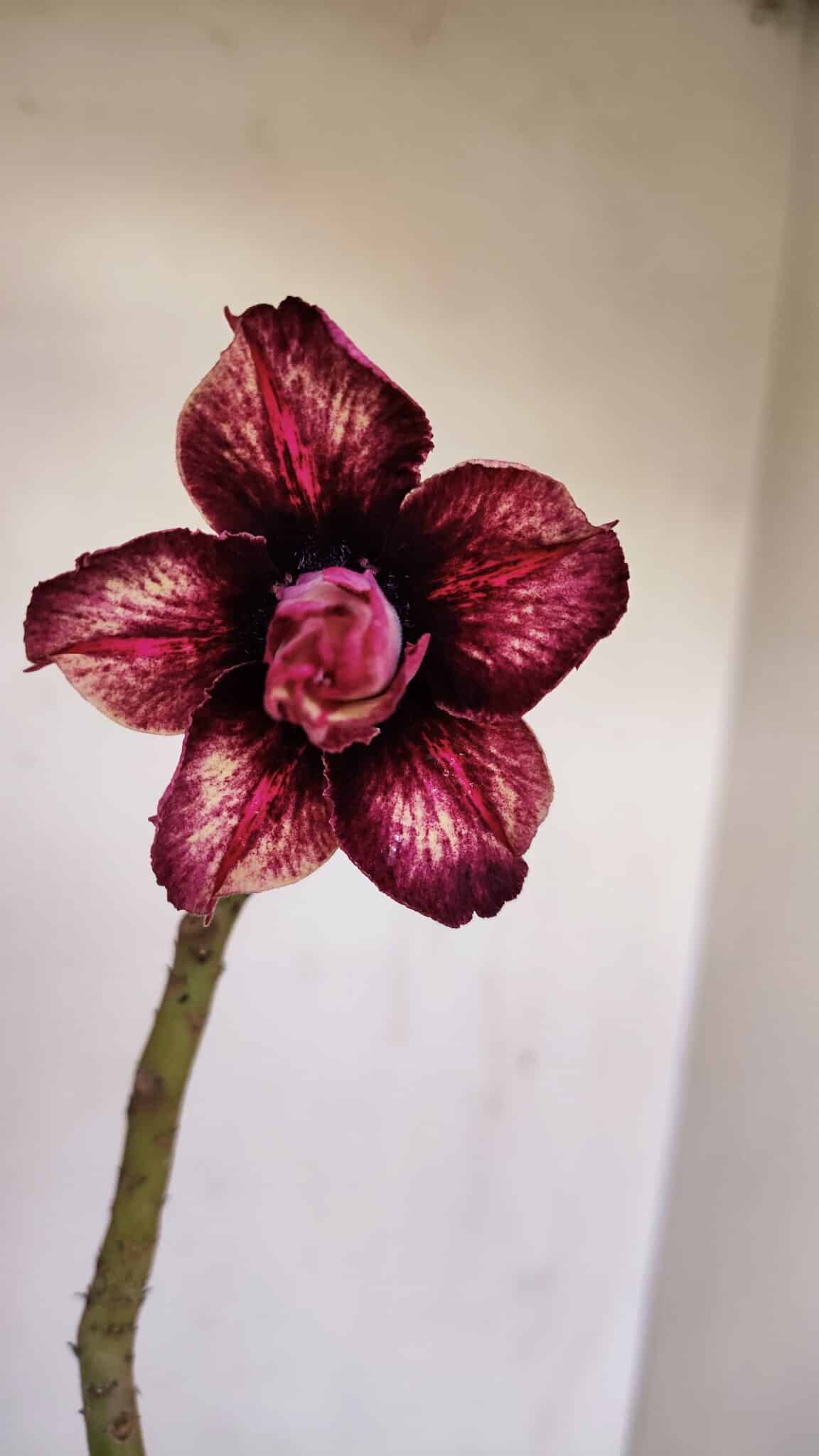 Planta Dobrada 3410 – 35cm – 03 anos - foto 3