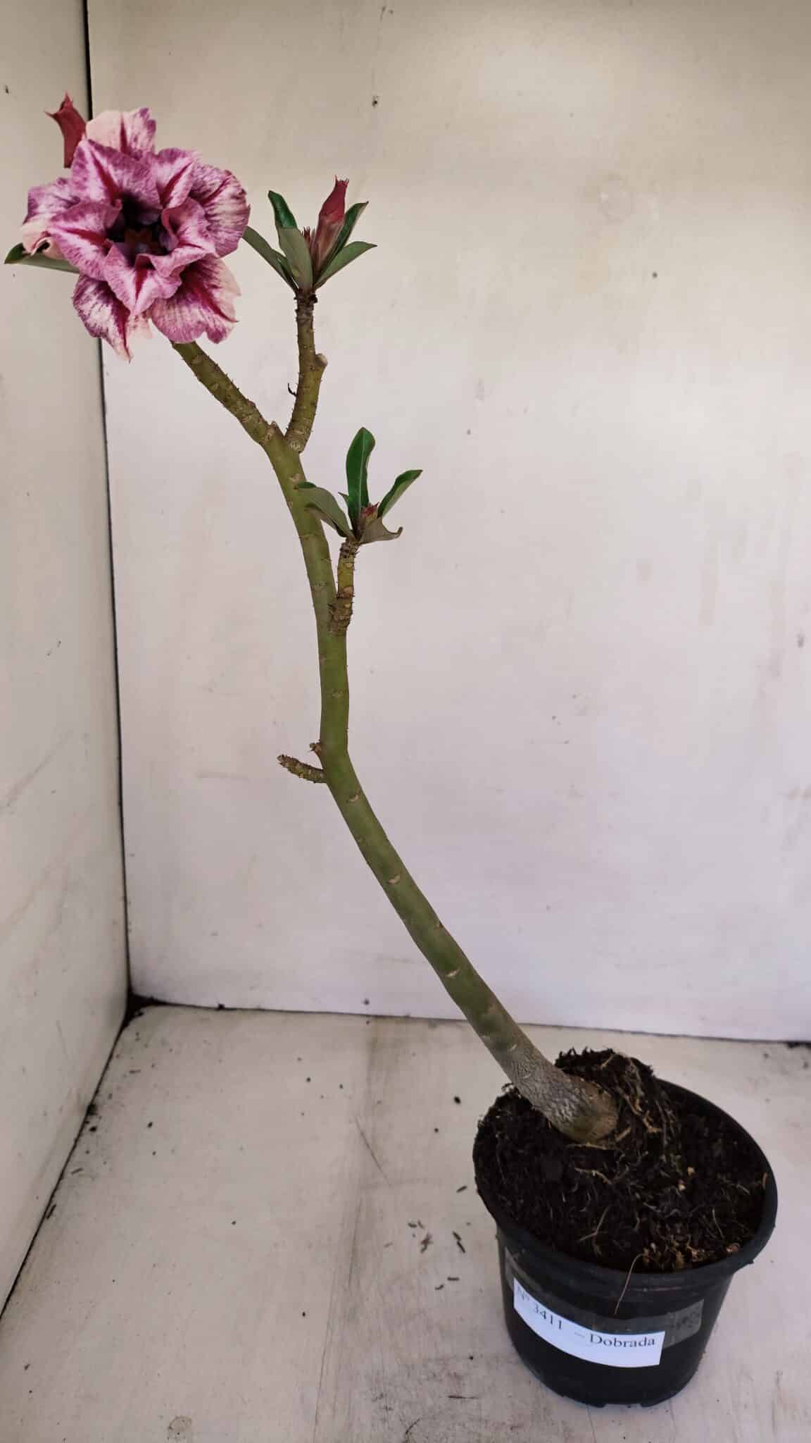 Planta Dobrada 3411 – 35cm – 03 anos - foto 2
