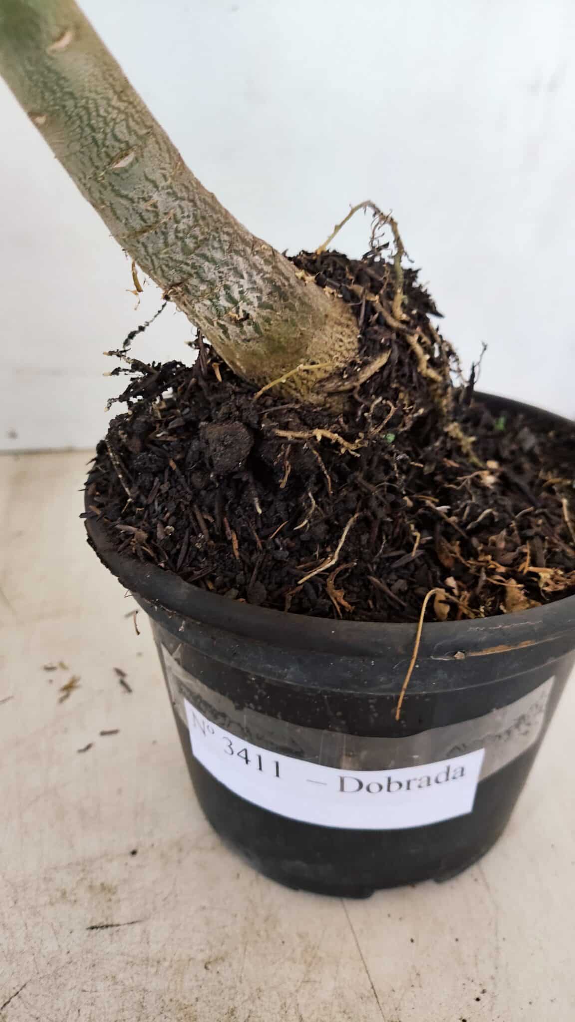 Planta Dobrada 3411 – 35cm – 03 anos - foto 7