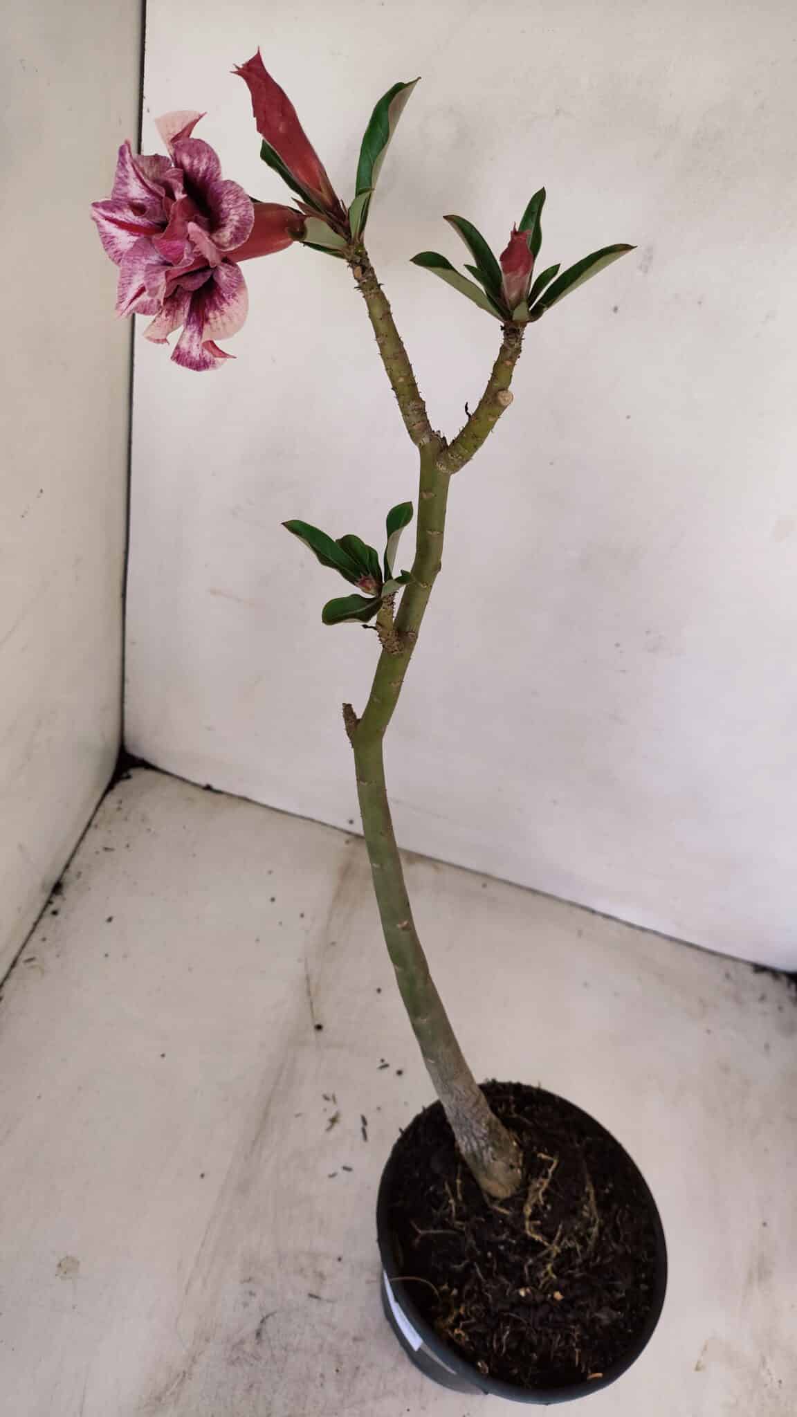 Planta Dobrada 3411 – 35cm – 03 anos - foto 6
