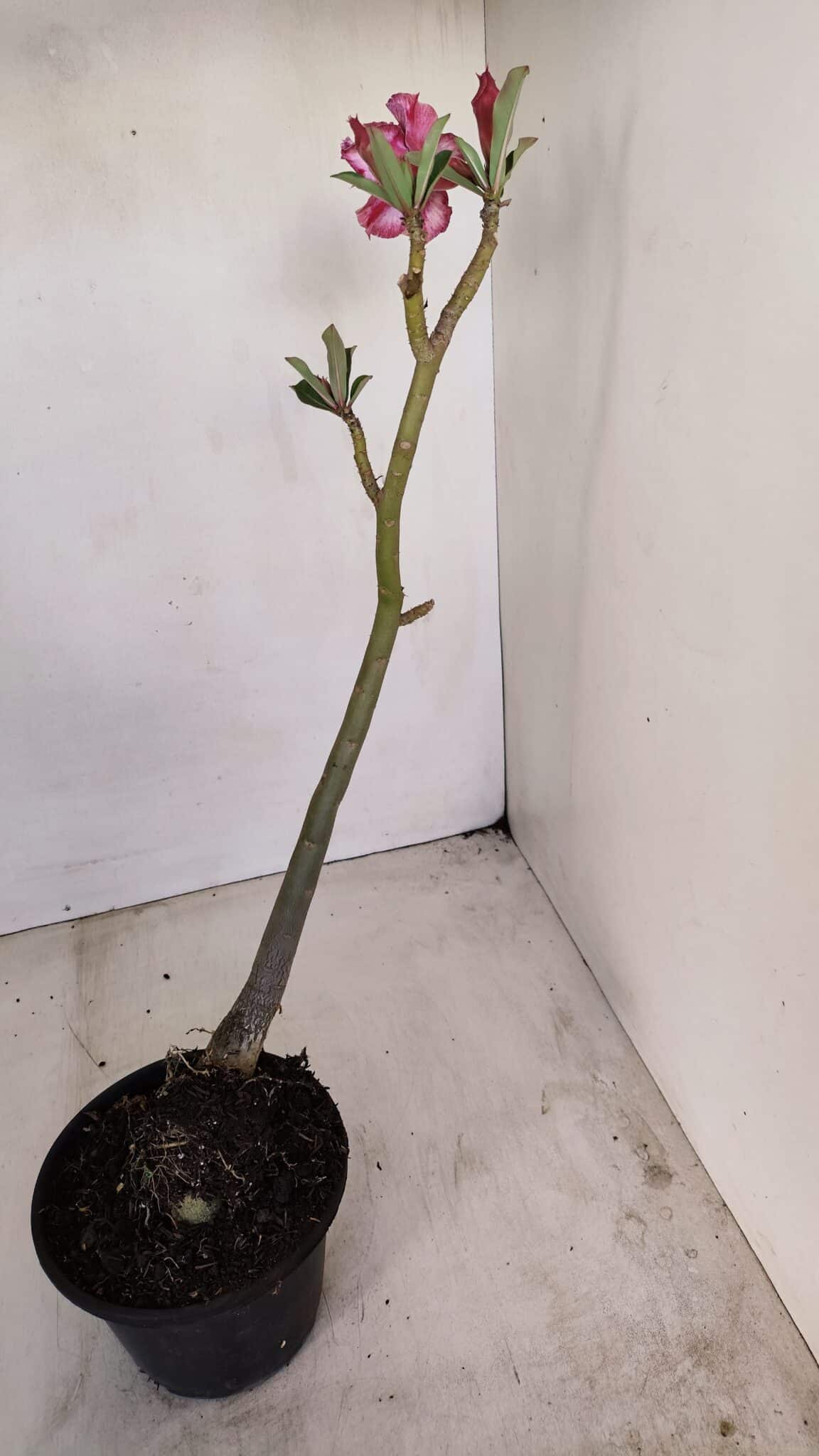 Planta Dobrada 3411 – 35cm – 03 anos - foto 5