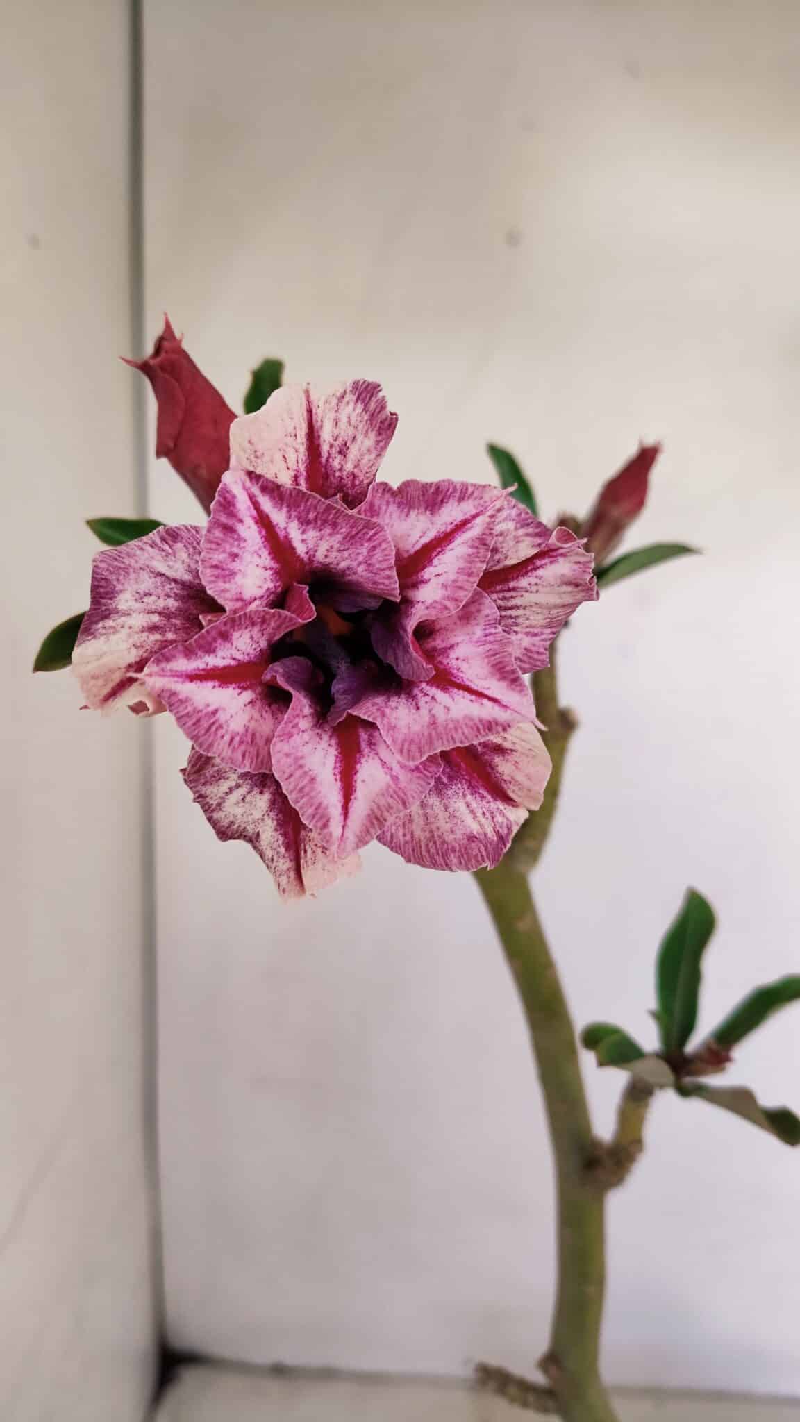 Planta Dobrada 3411 – 35cm – 03 anos - foto 3