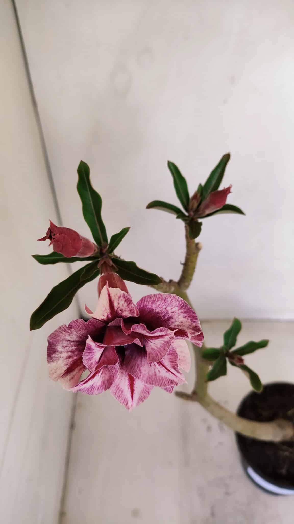 Planta Dobrada 3411 – 35cm – 03 anos - foto 4