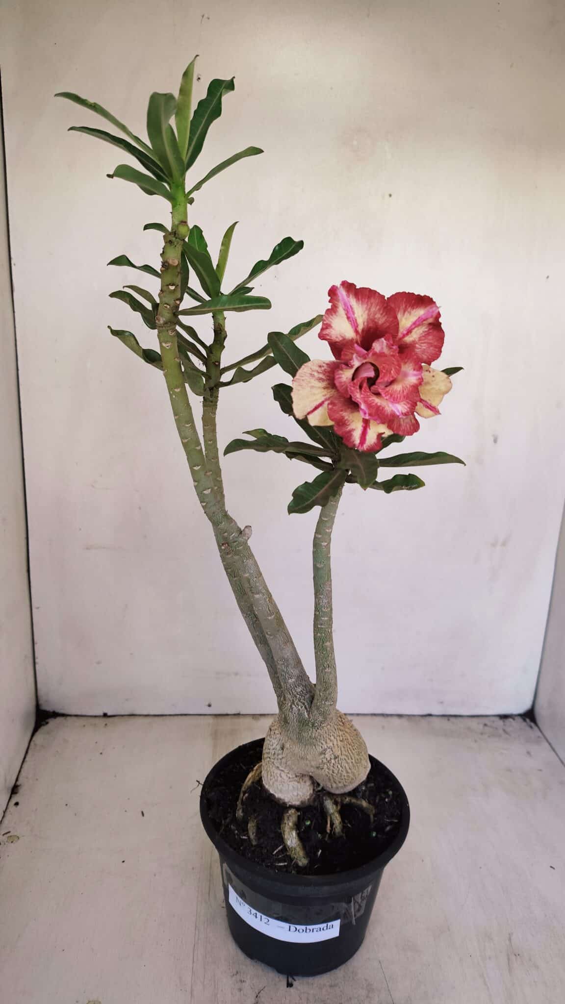 Planta Dobrada 3412 – 35cm – 03 anos - foto 2