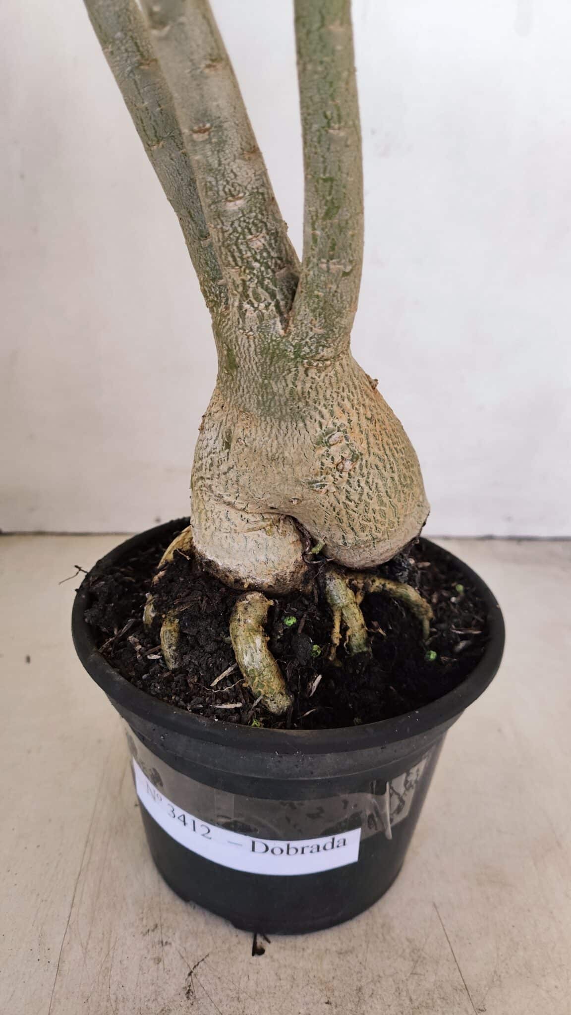 Planta Dobrada 3412 – 35cm – 03 anos - foto 6