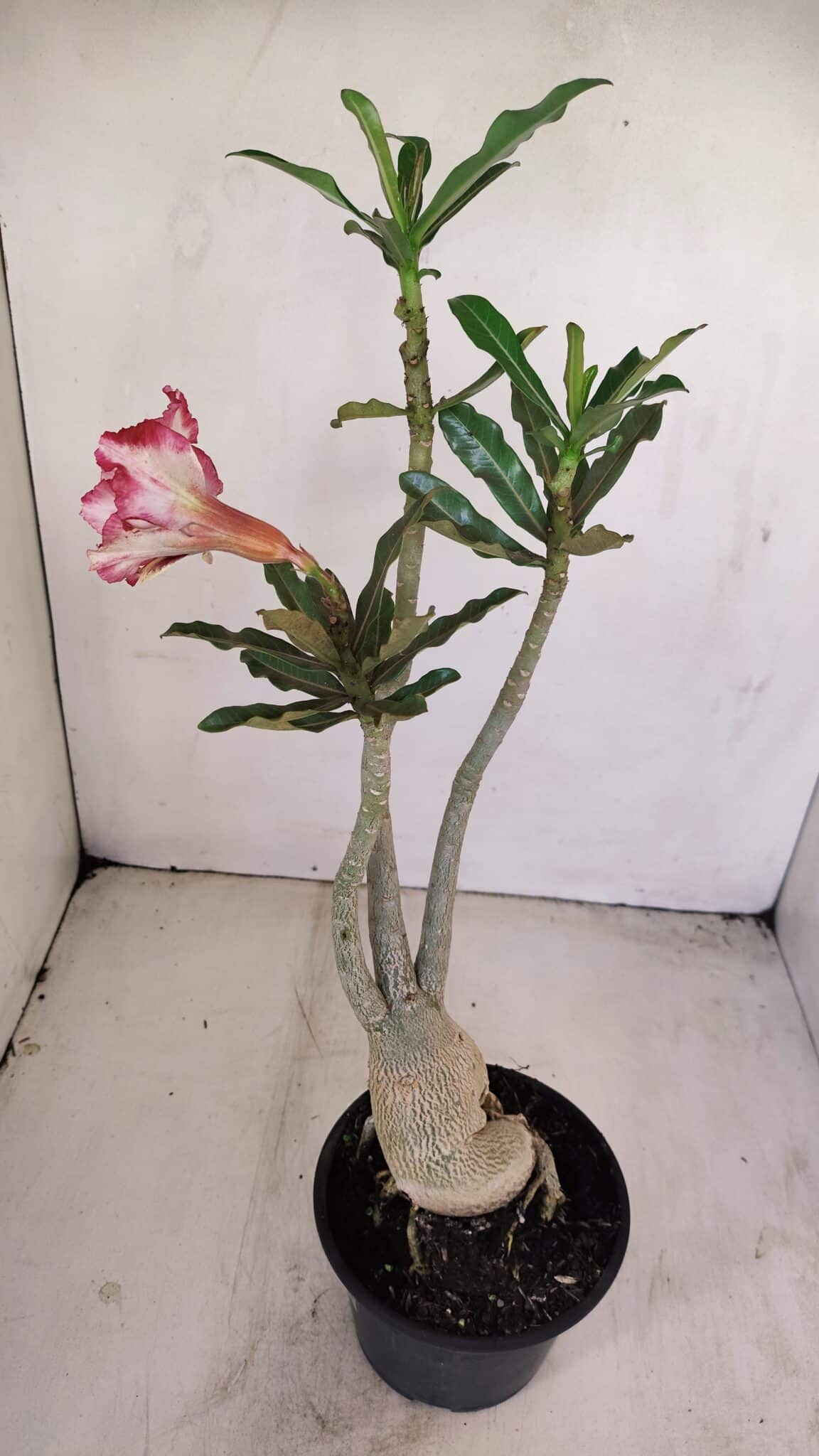 Planta Dobrada 3412 – 35cm – 03 anos - foto 4