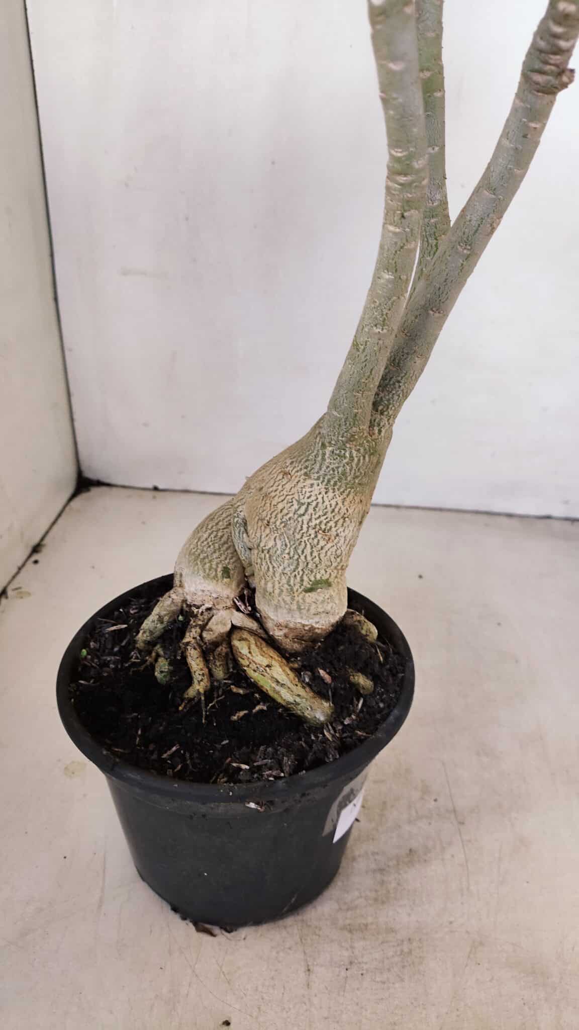 Planta Dobrada 3412 – 35cm – 03 anos - foto 5
