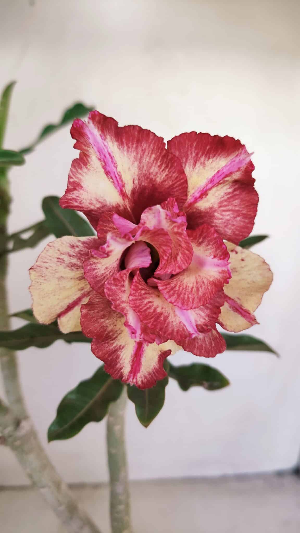 Planta Dobrada 3412 – 35cm – 03 anos - foto 3